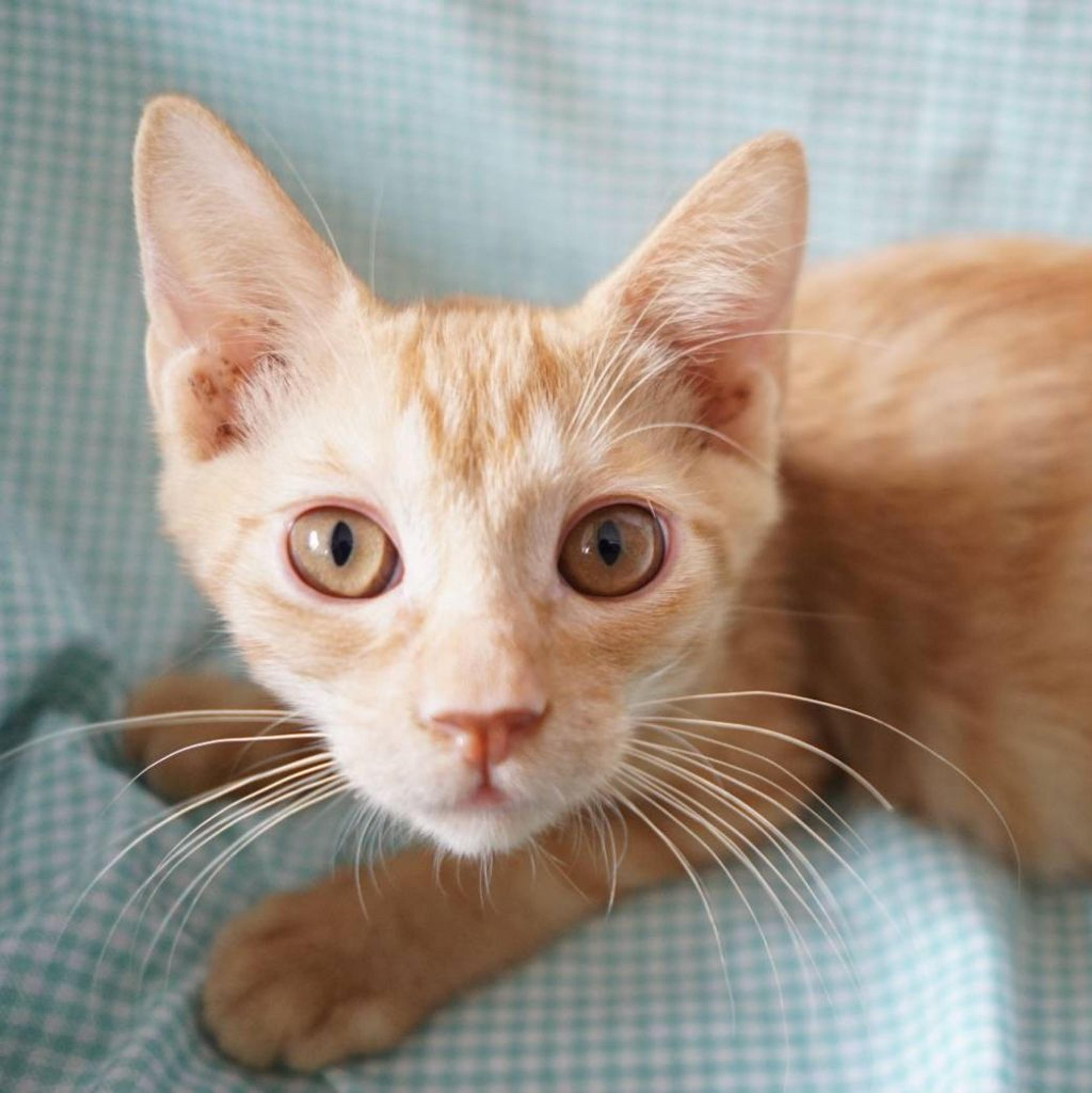 pet-image-2