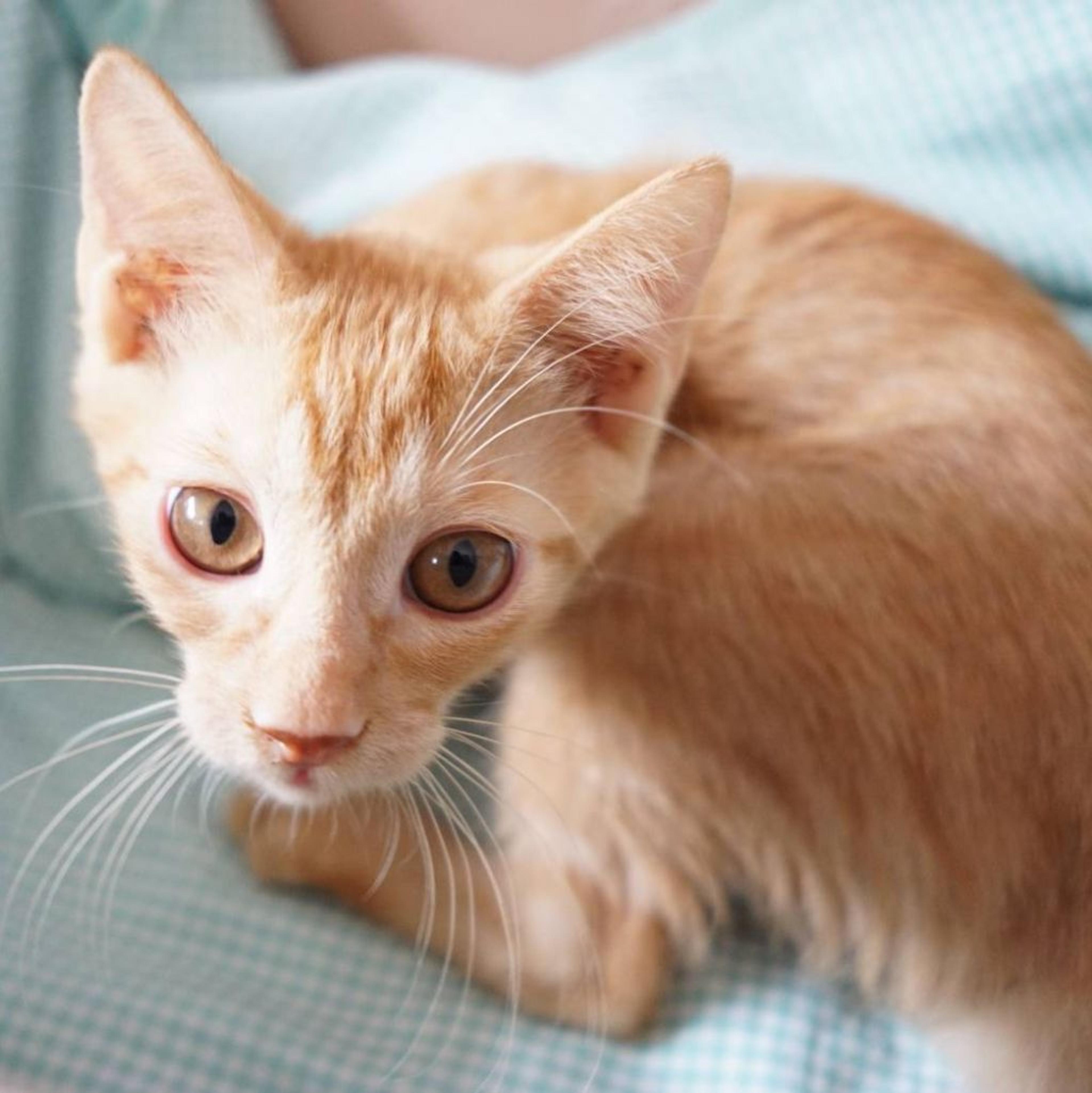 pet-image-3