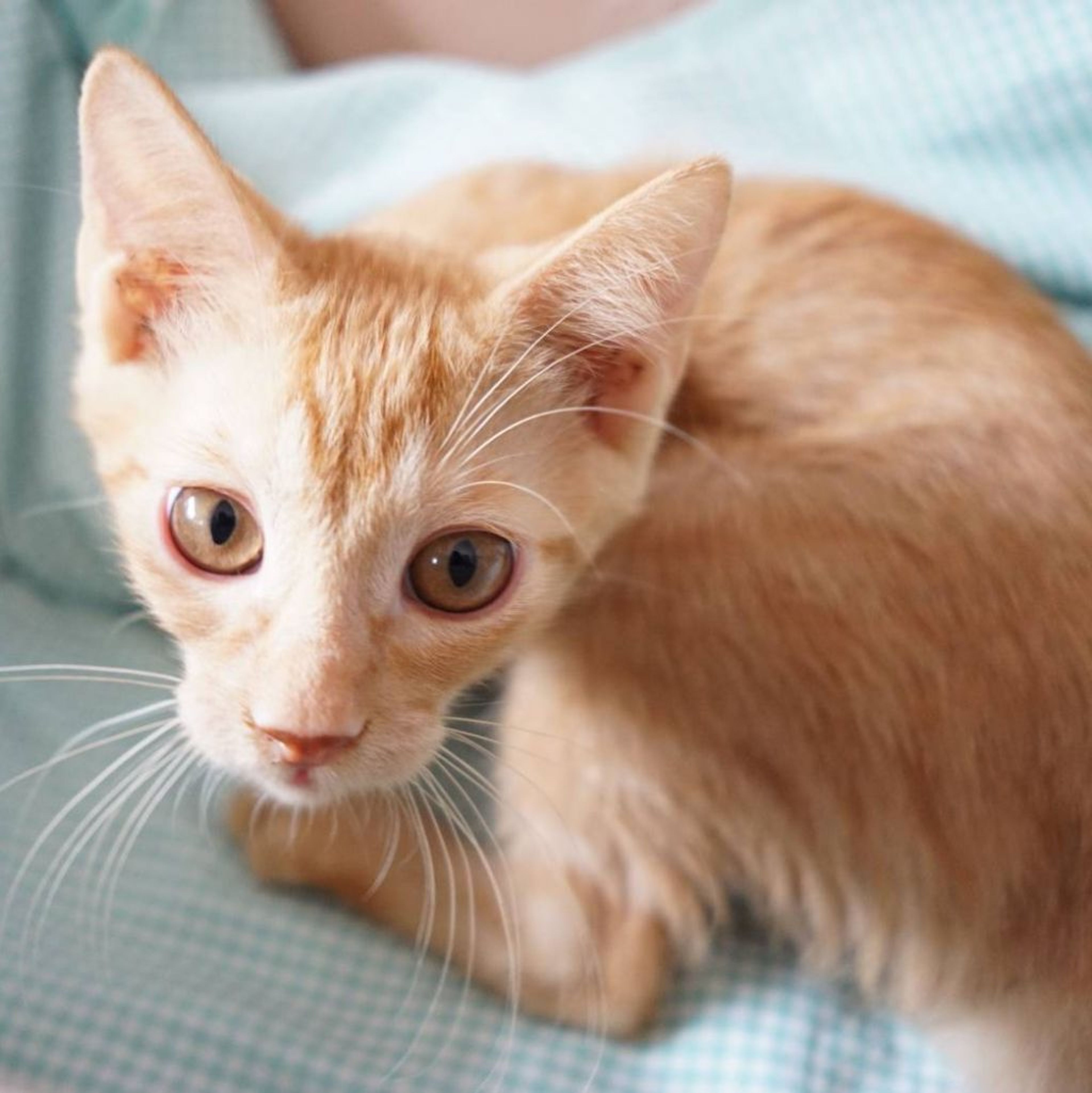 pet-image-3