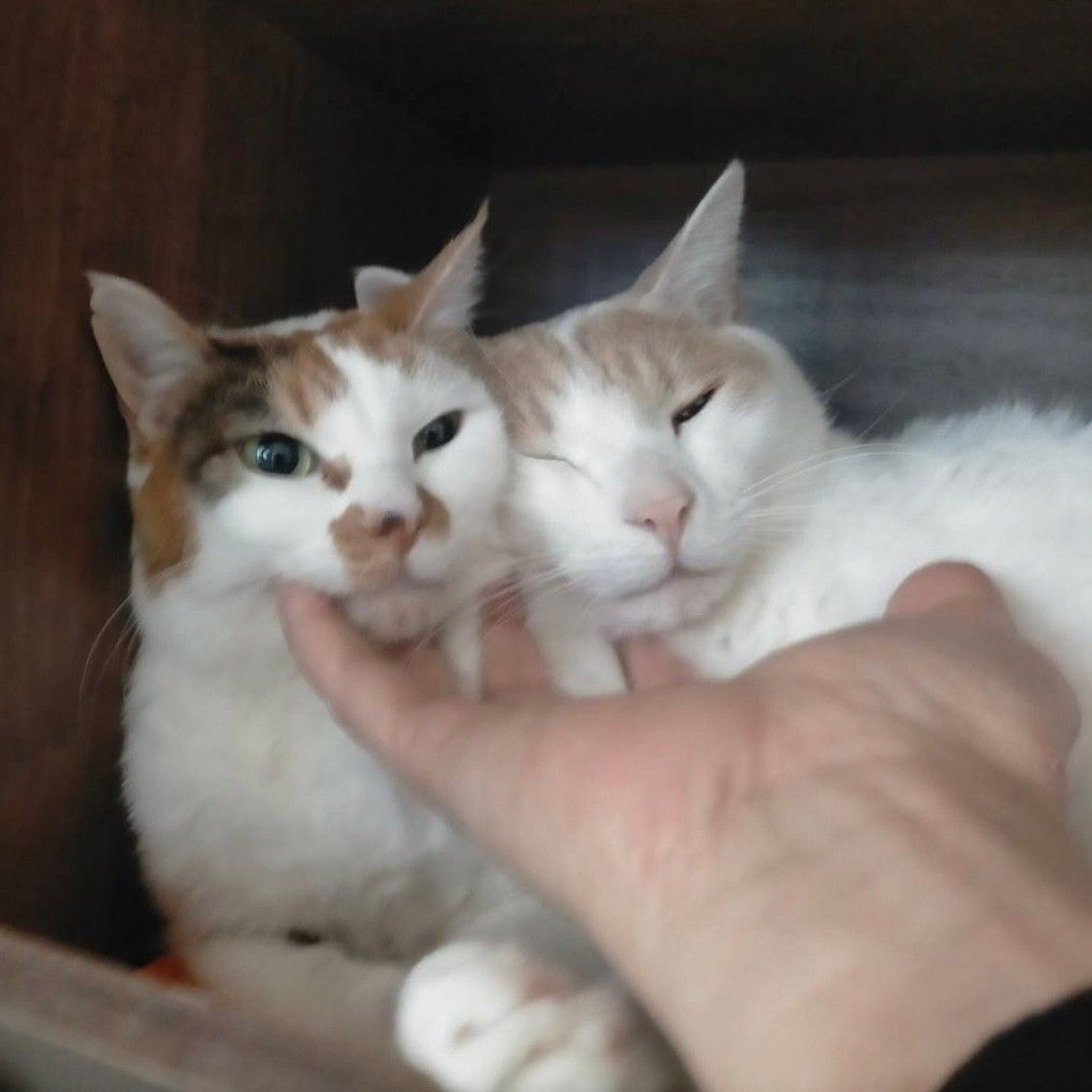pet-image-3