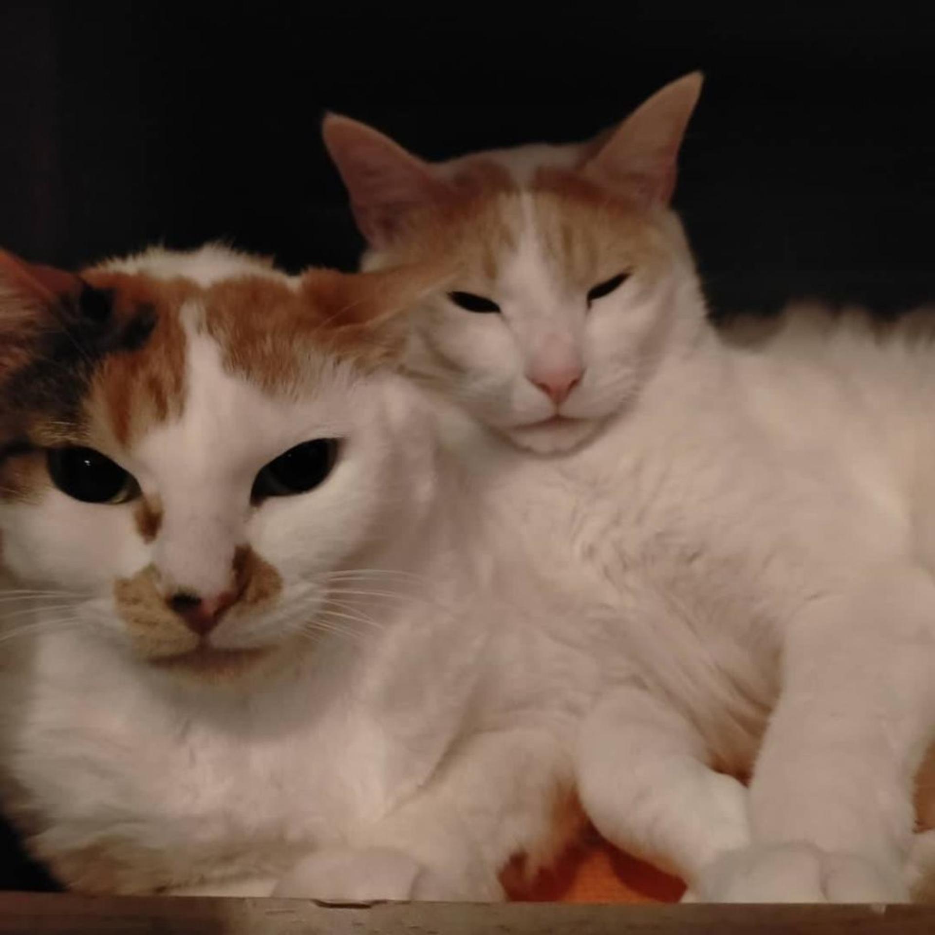 pet-image-4