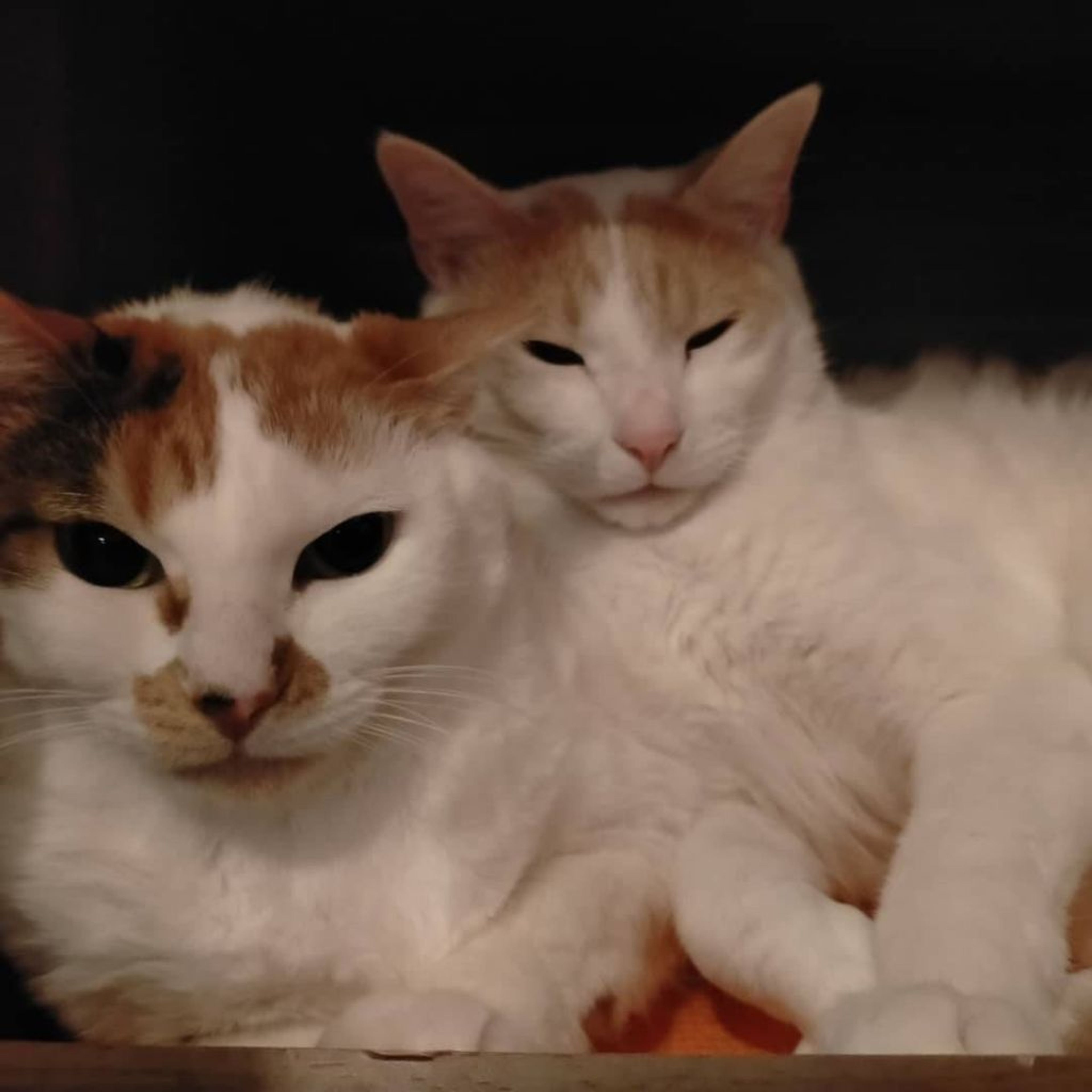 pet-image-4