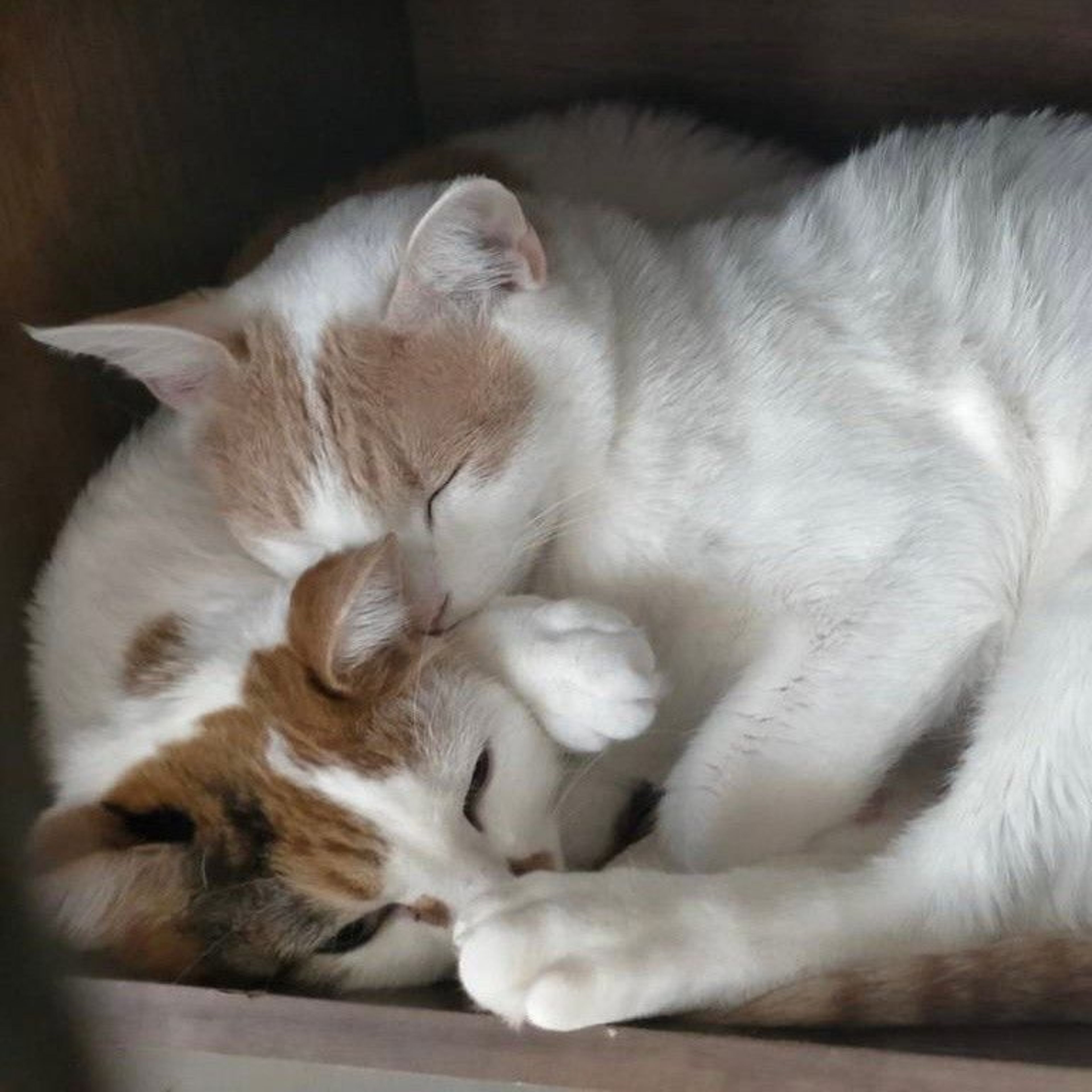 pet-image-5