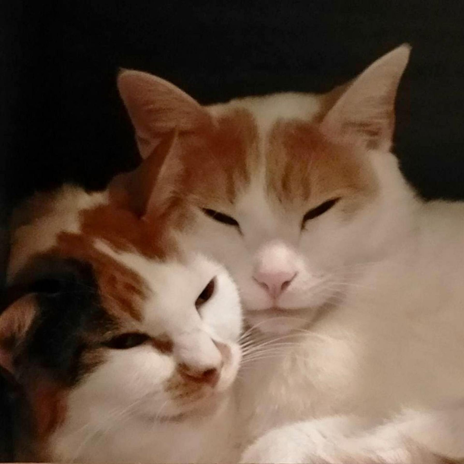 pet-image-6