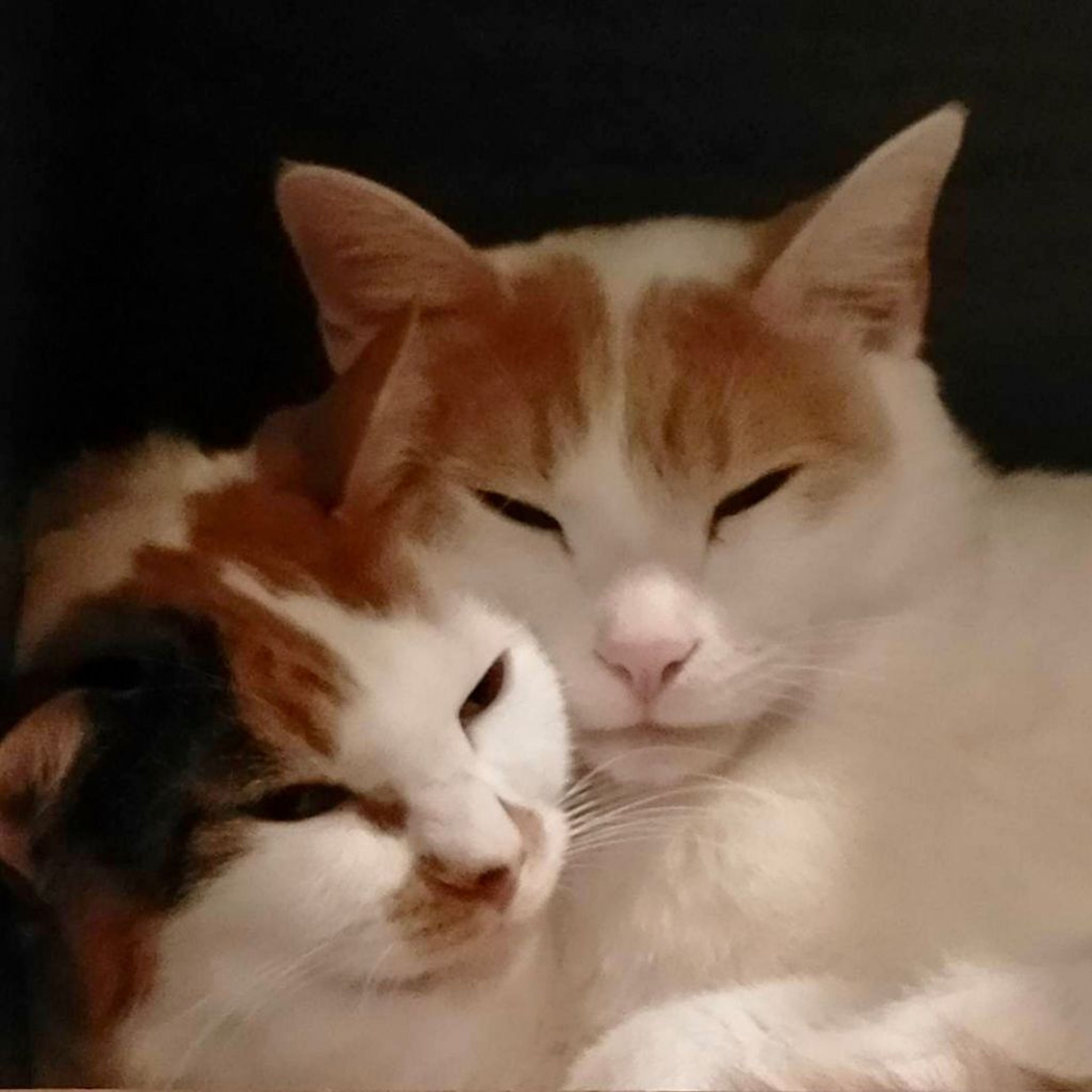 pet-image-6
