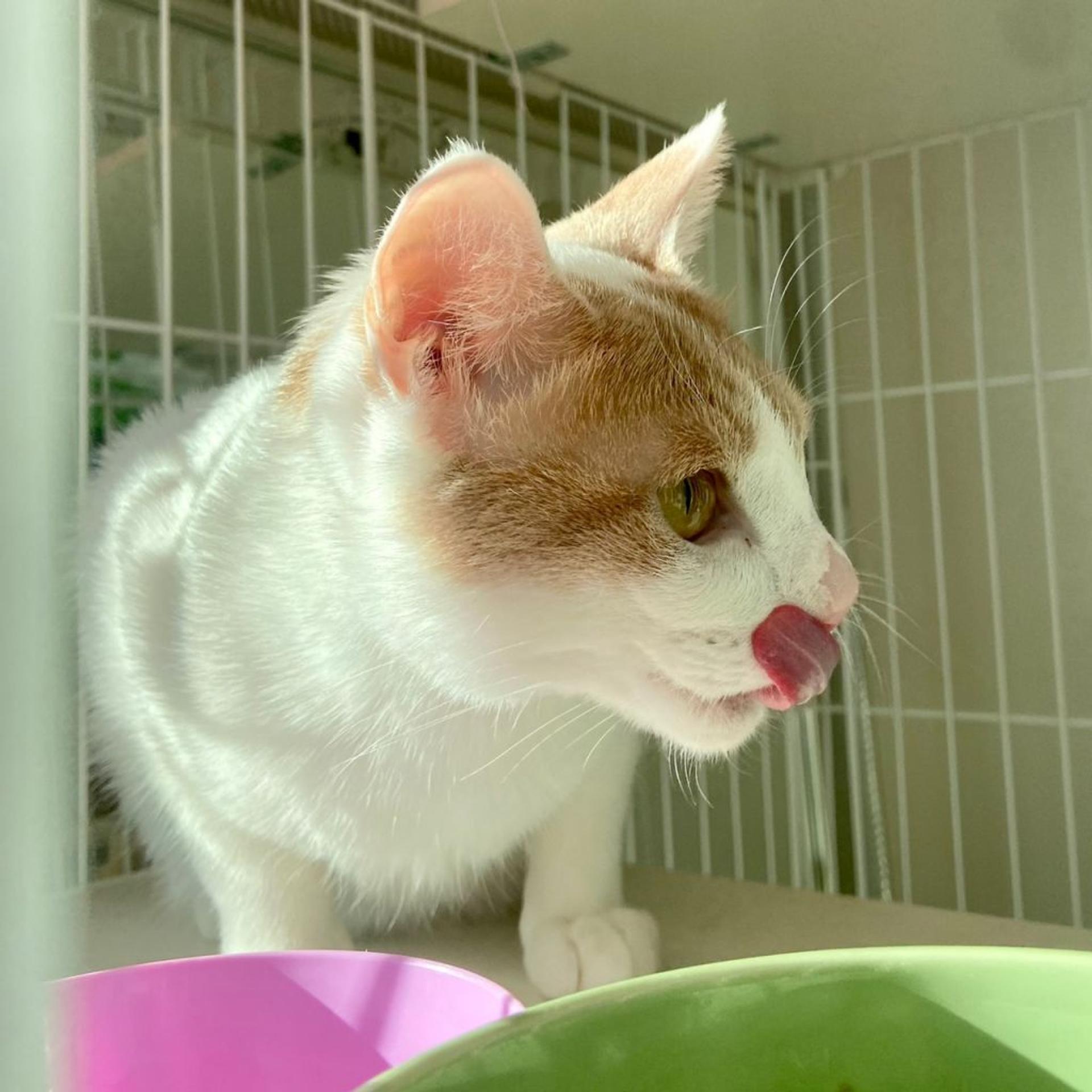 pet-image-8
