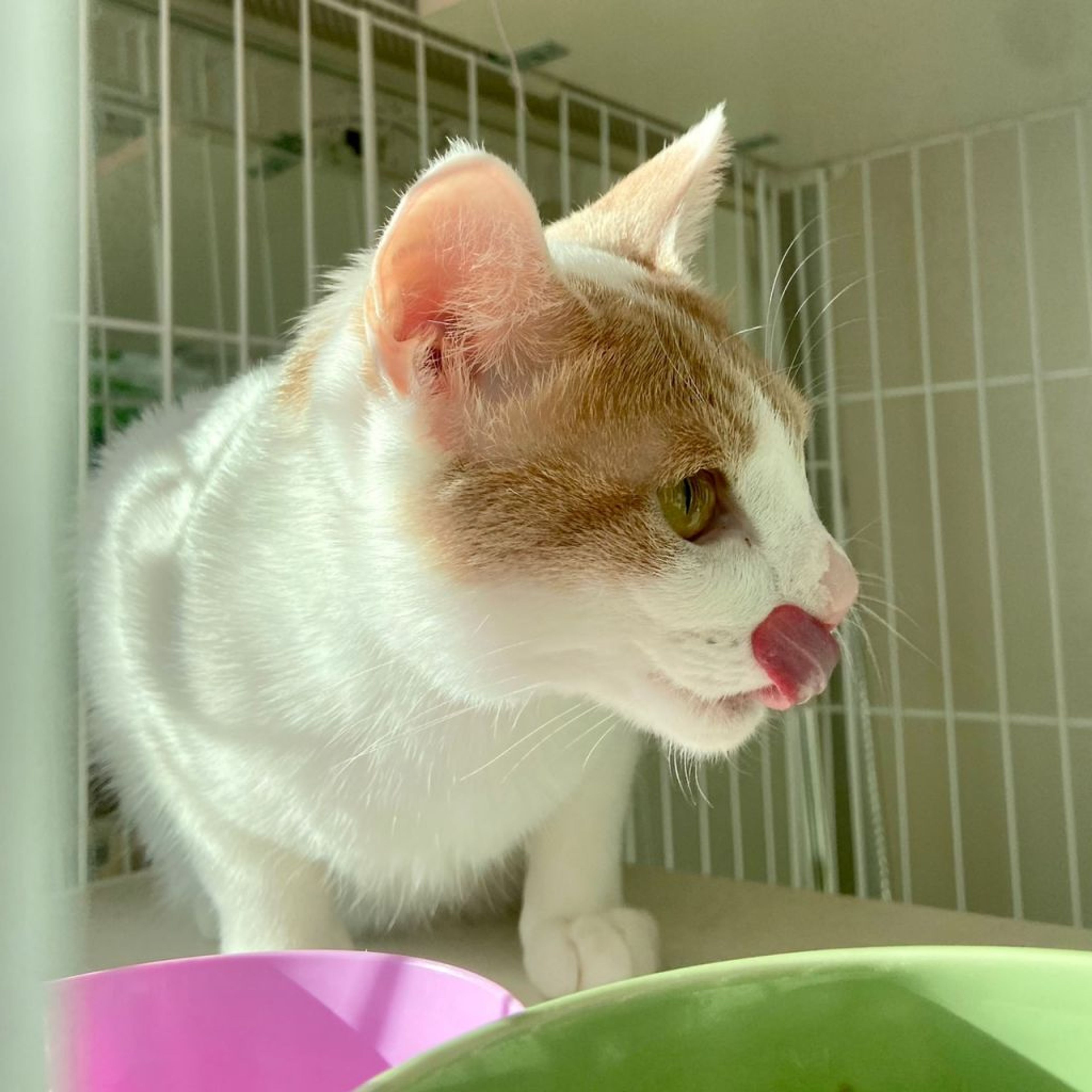 pet-image-8