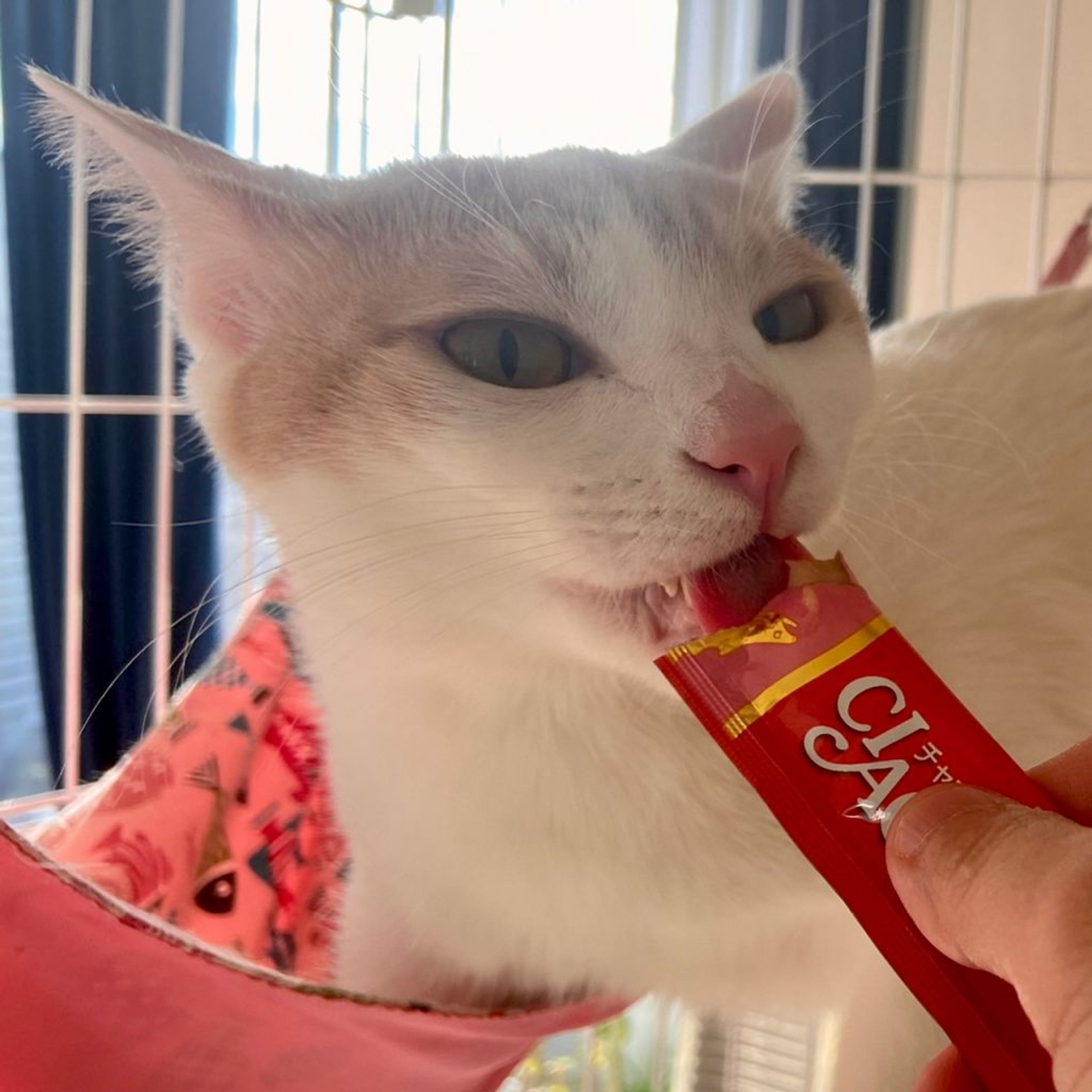 pet-image-9