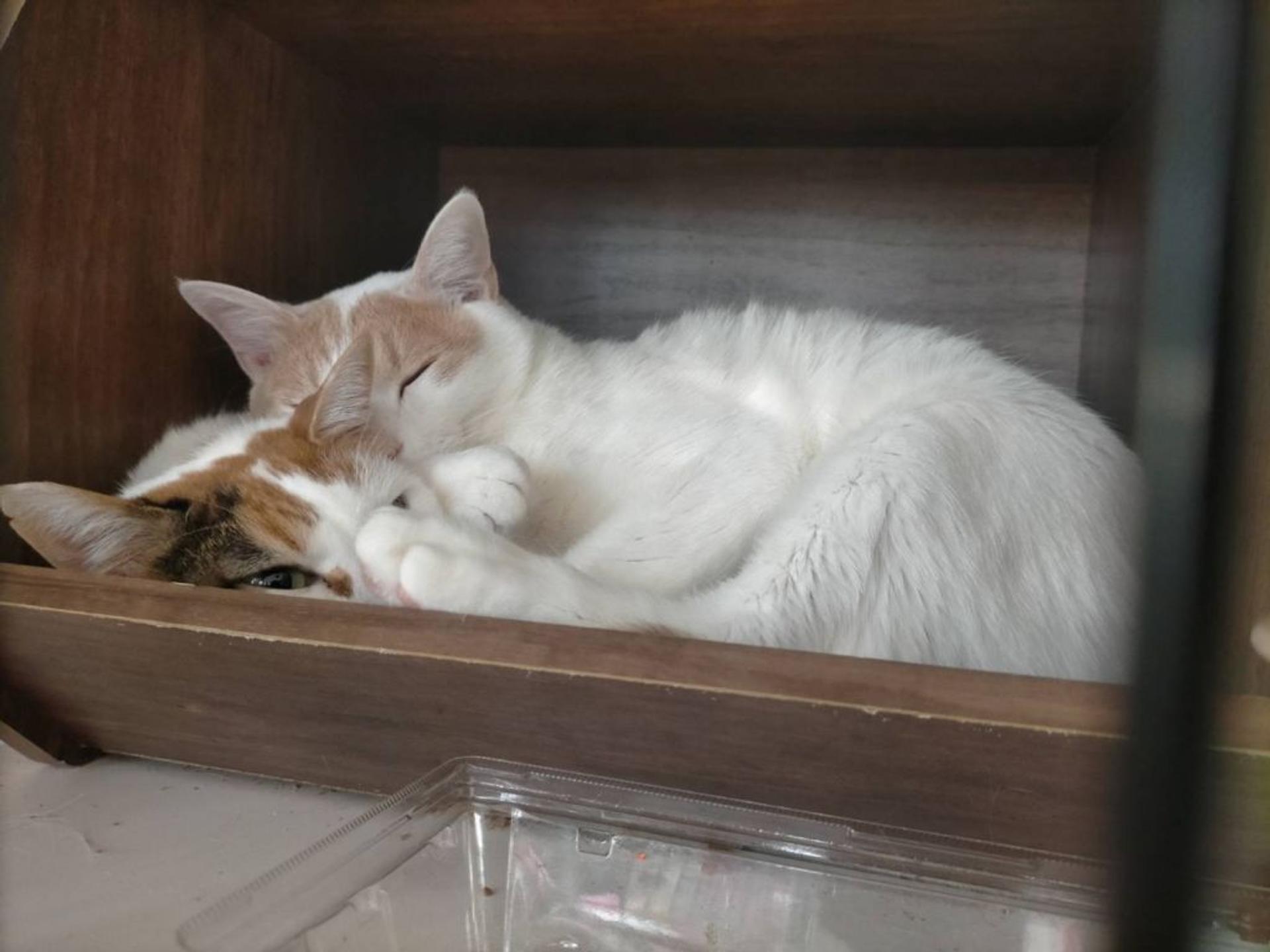 pet-image-10