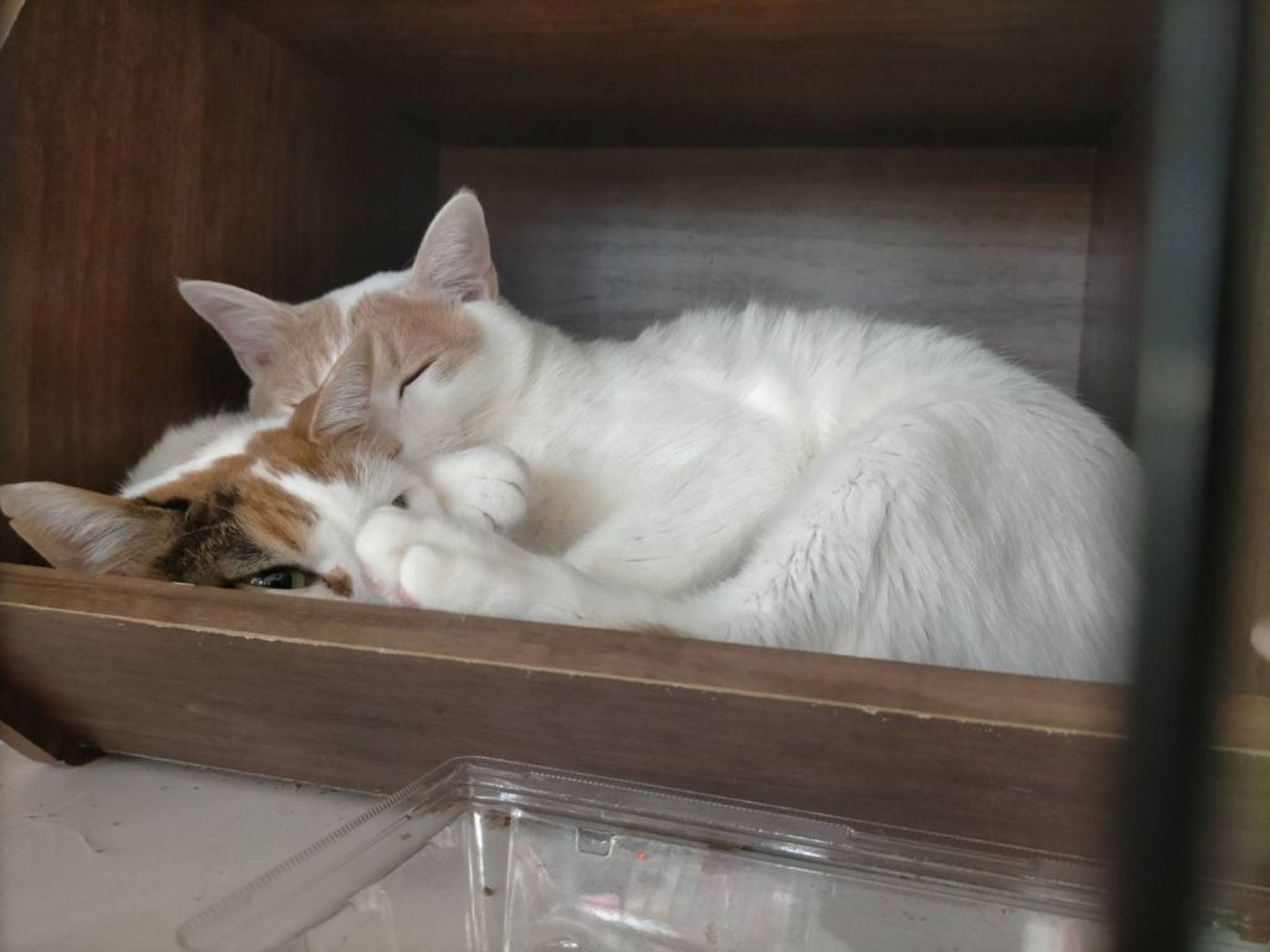 pet-image-10