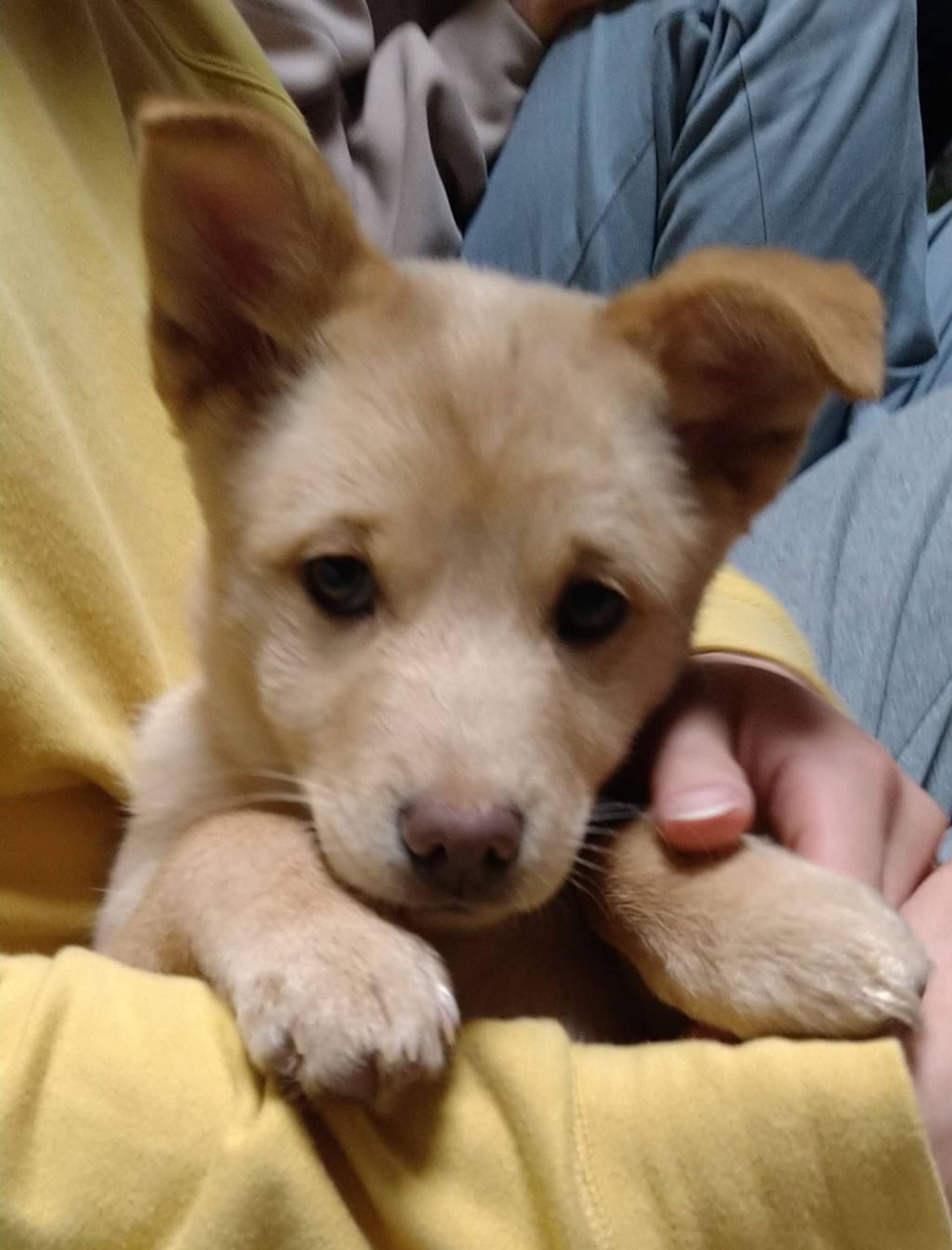 雑種（ミックス犬）・オスの里親募集の写真