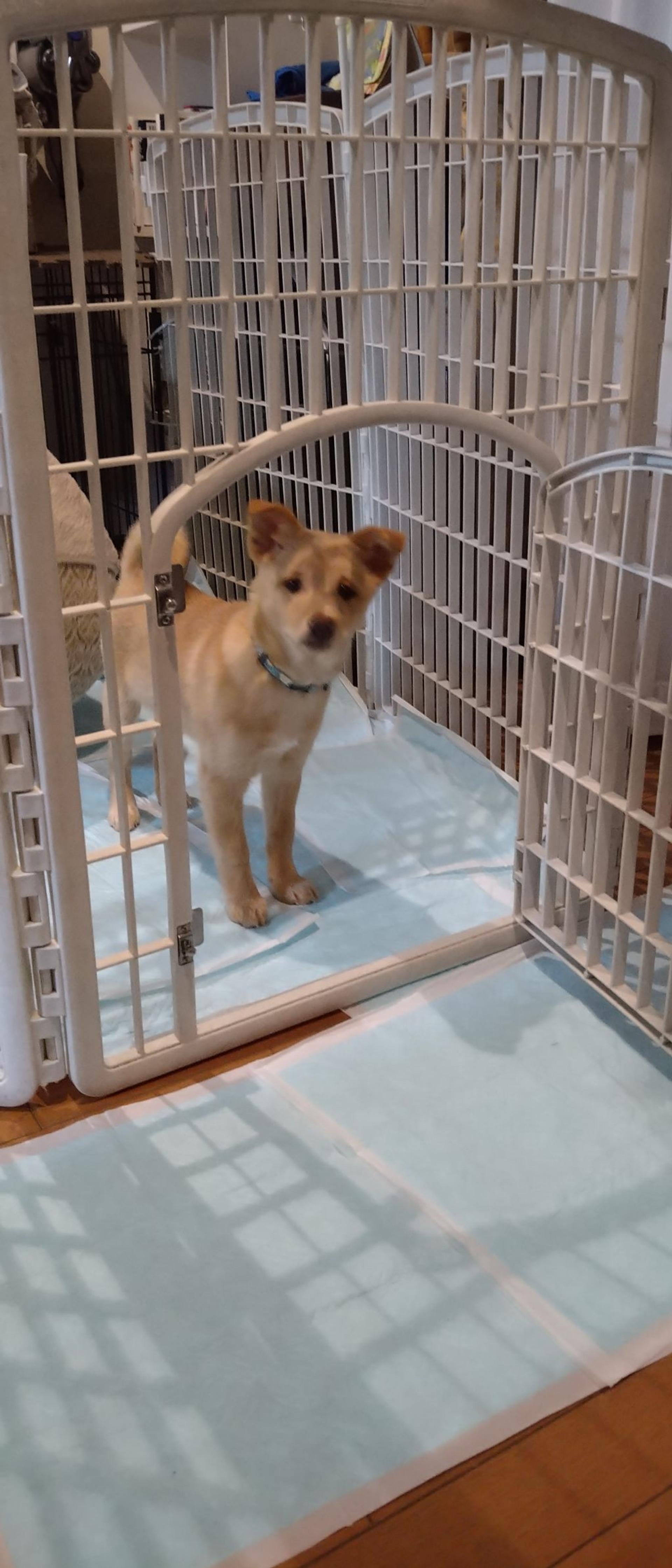 pet-image-5