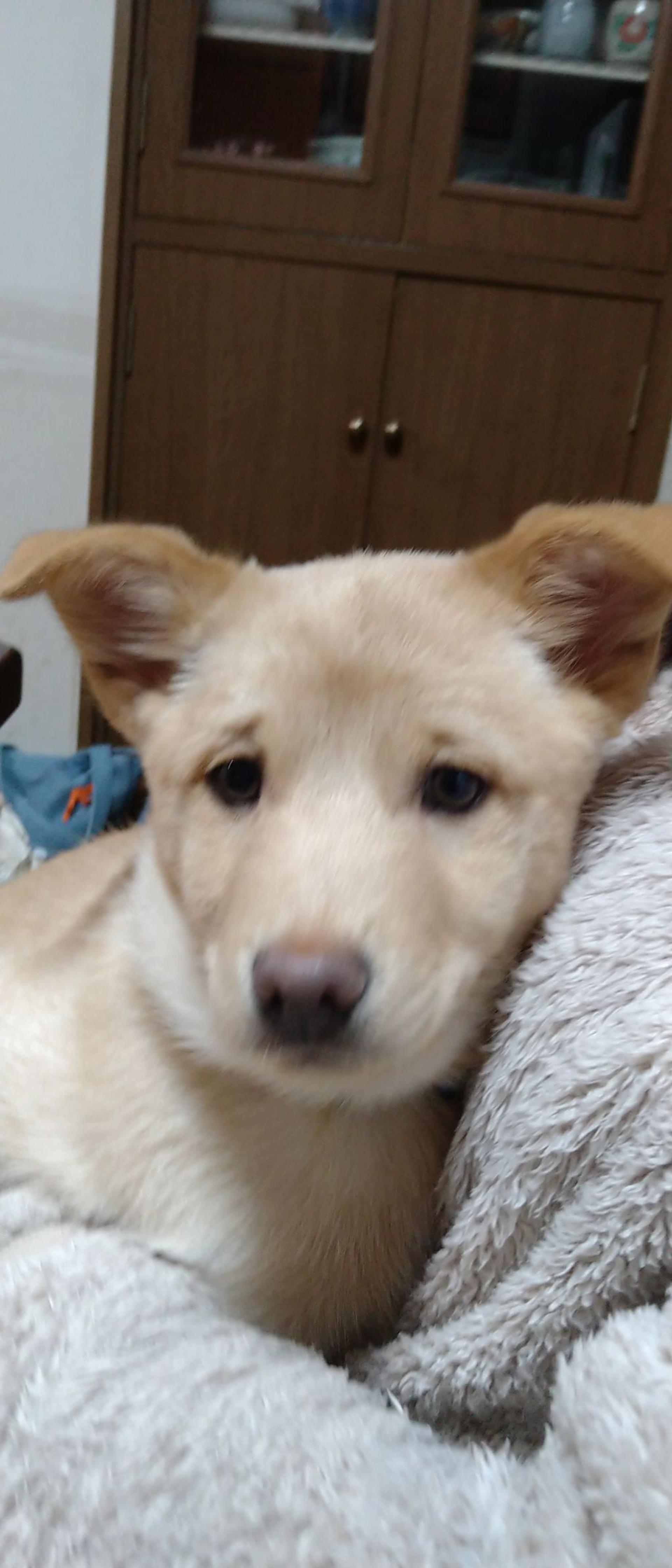 pet-image-2