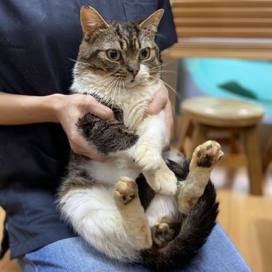 カブキの写真