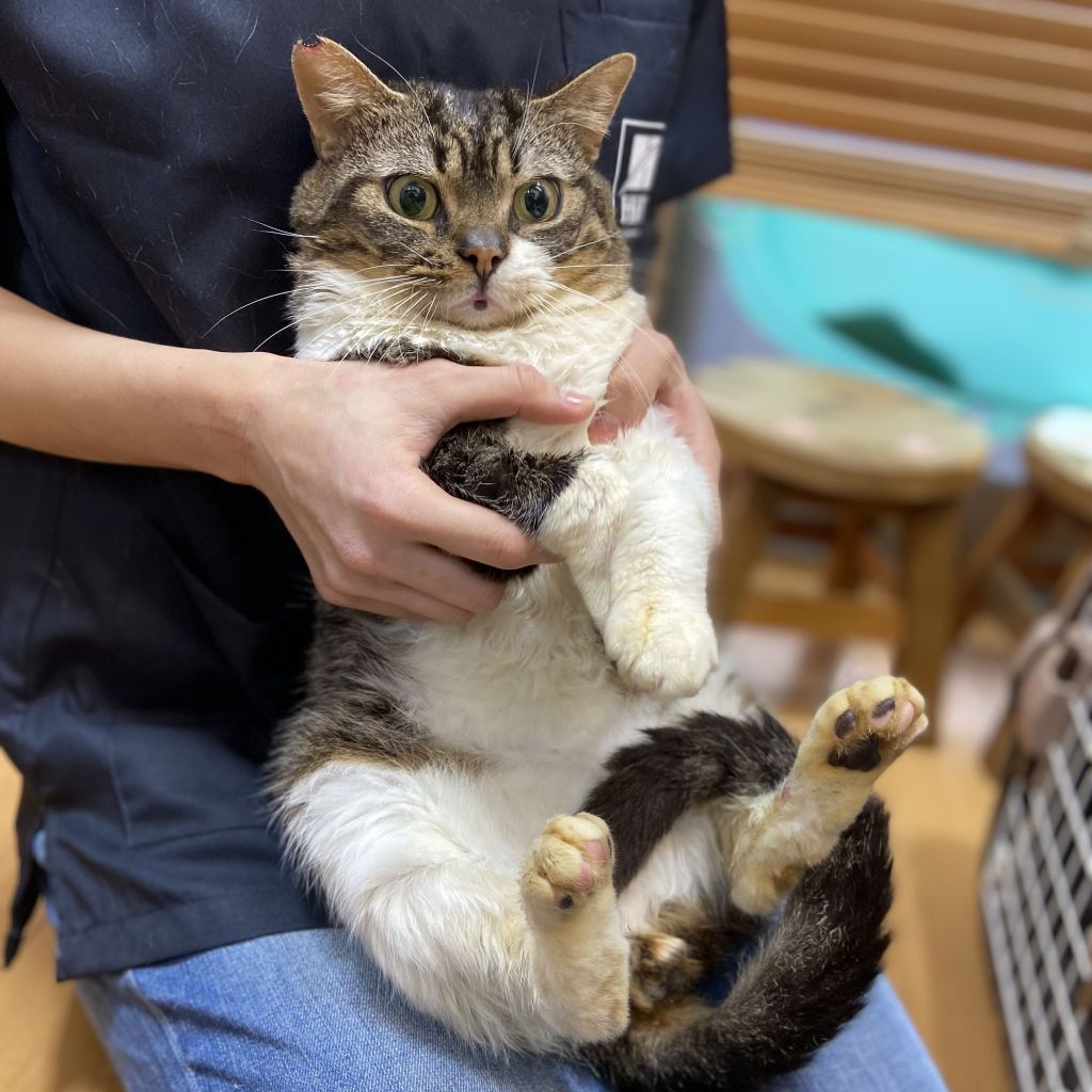 pet-image-3