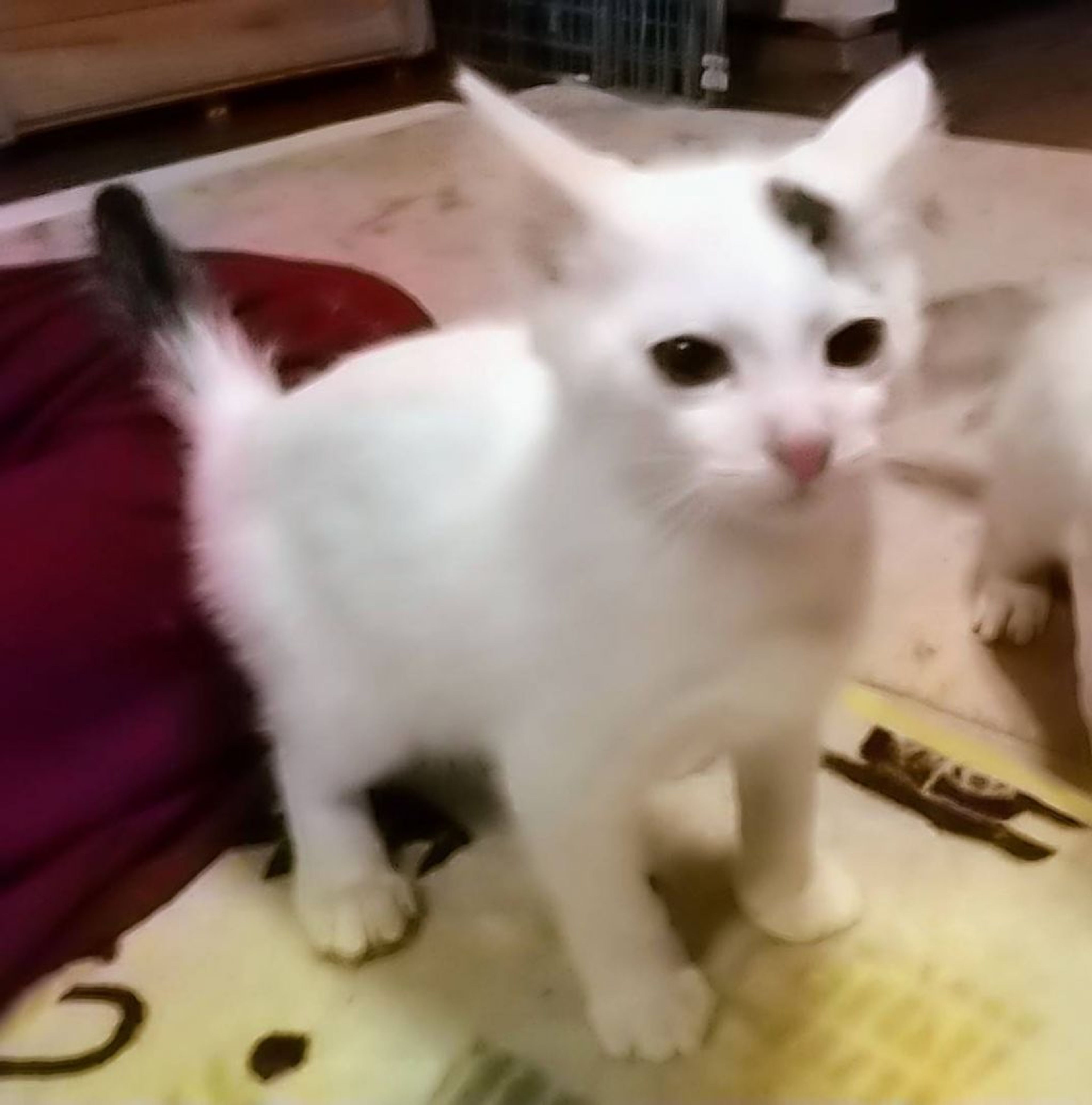 雑種（ミックス猫）・オスの里親募集の写真