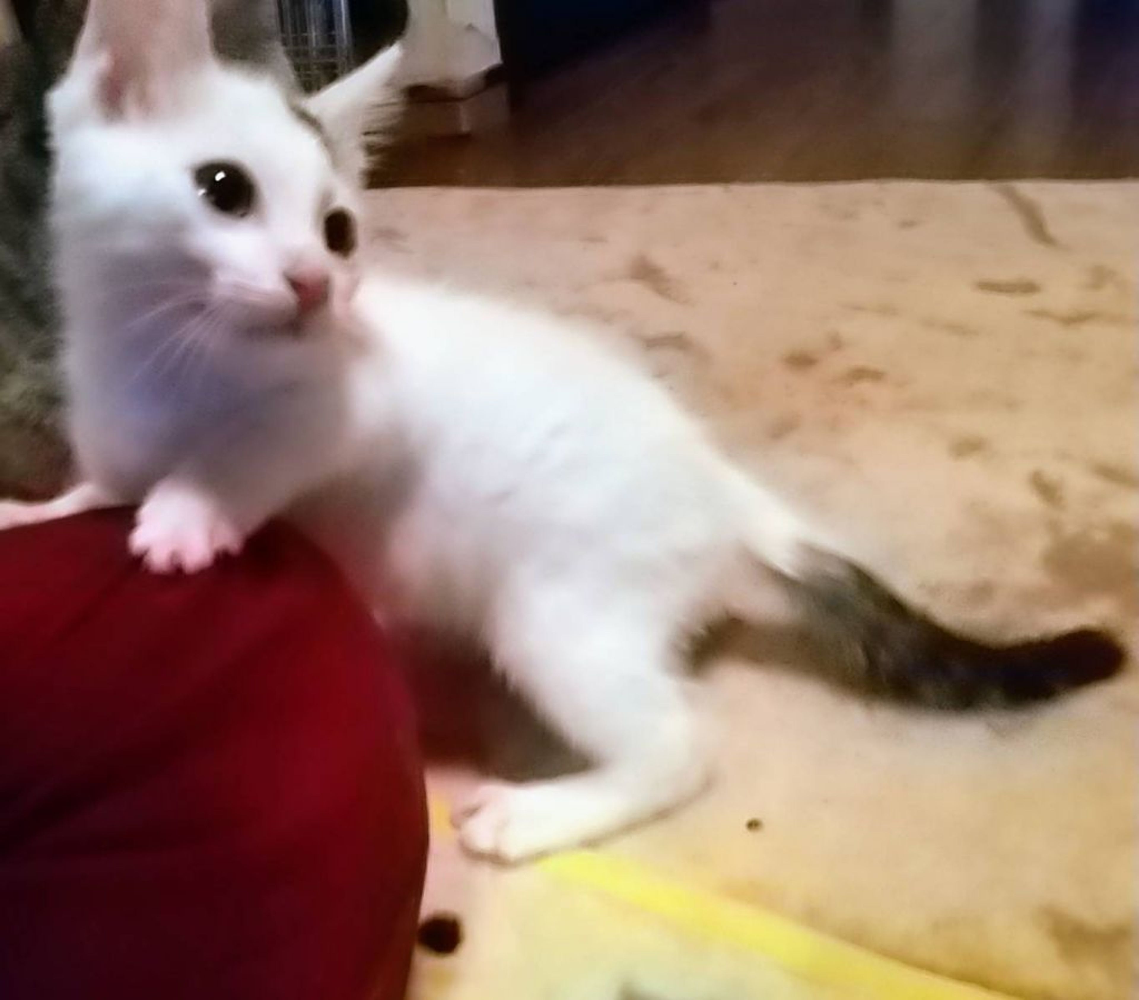pet-image-3