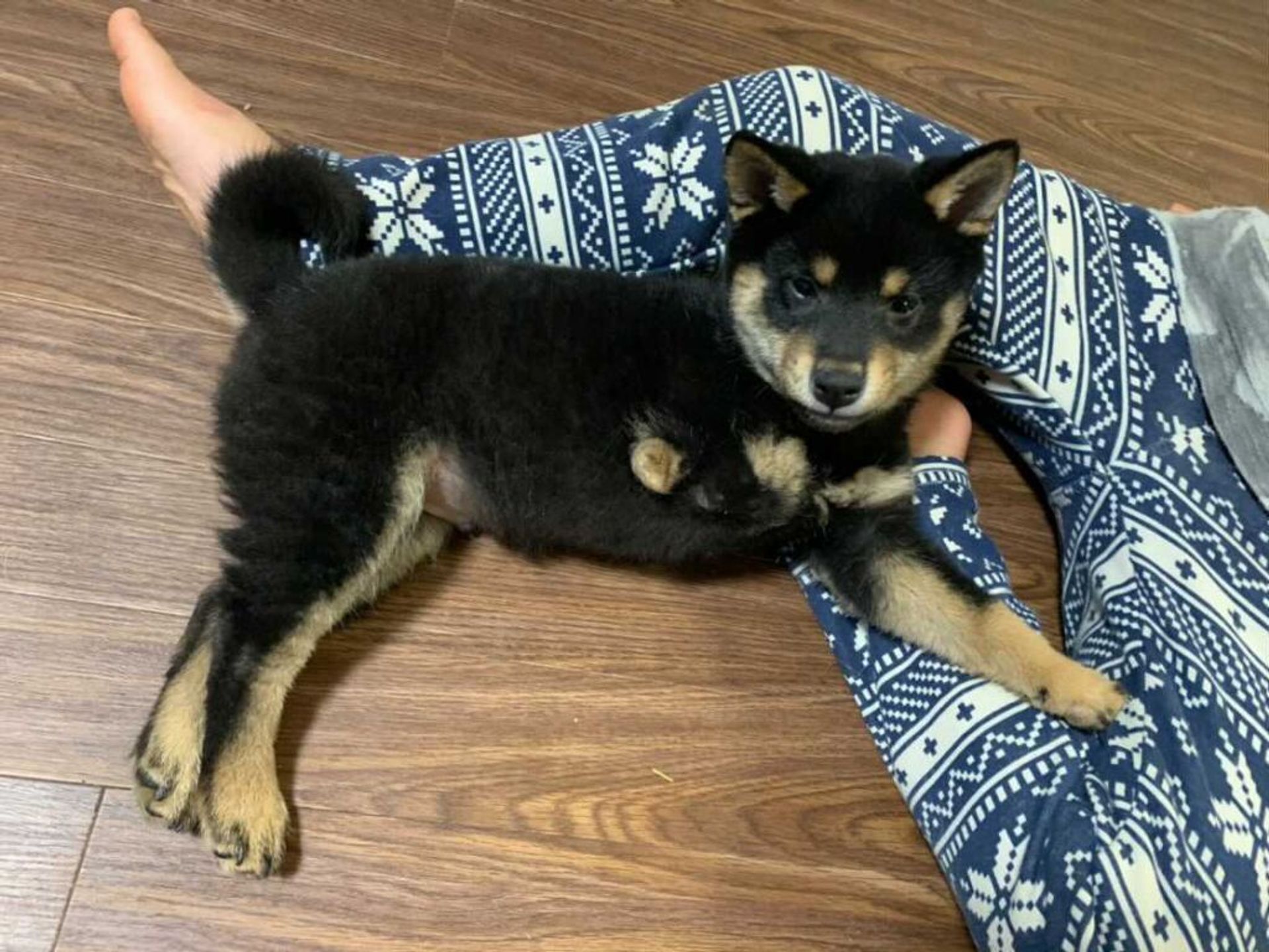 柴犬・オスの里親募集の写真