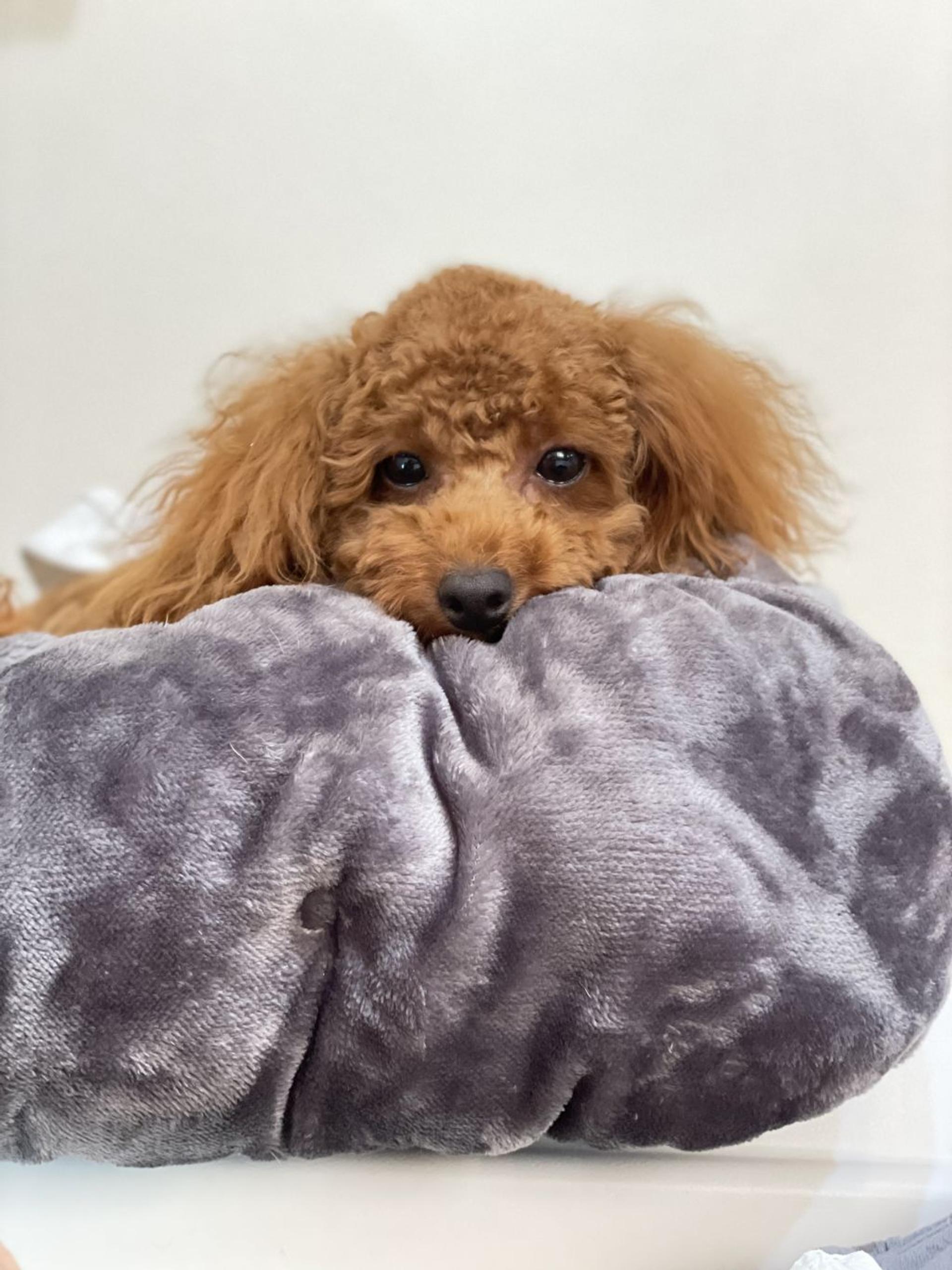 pet-image-3