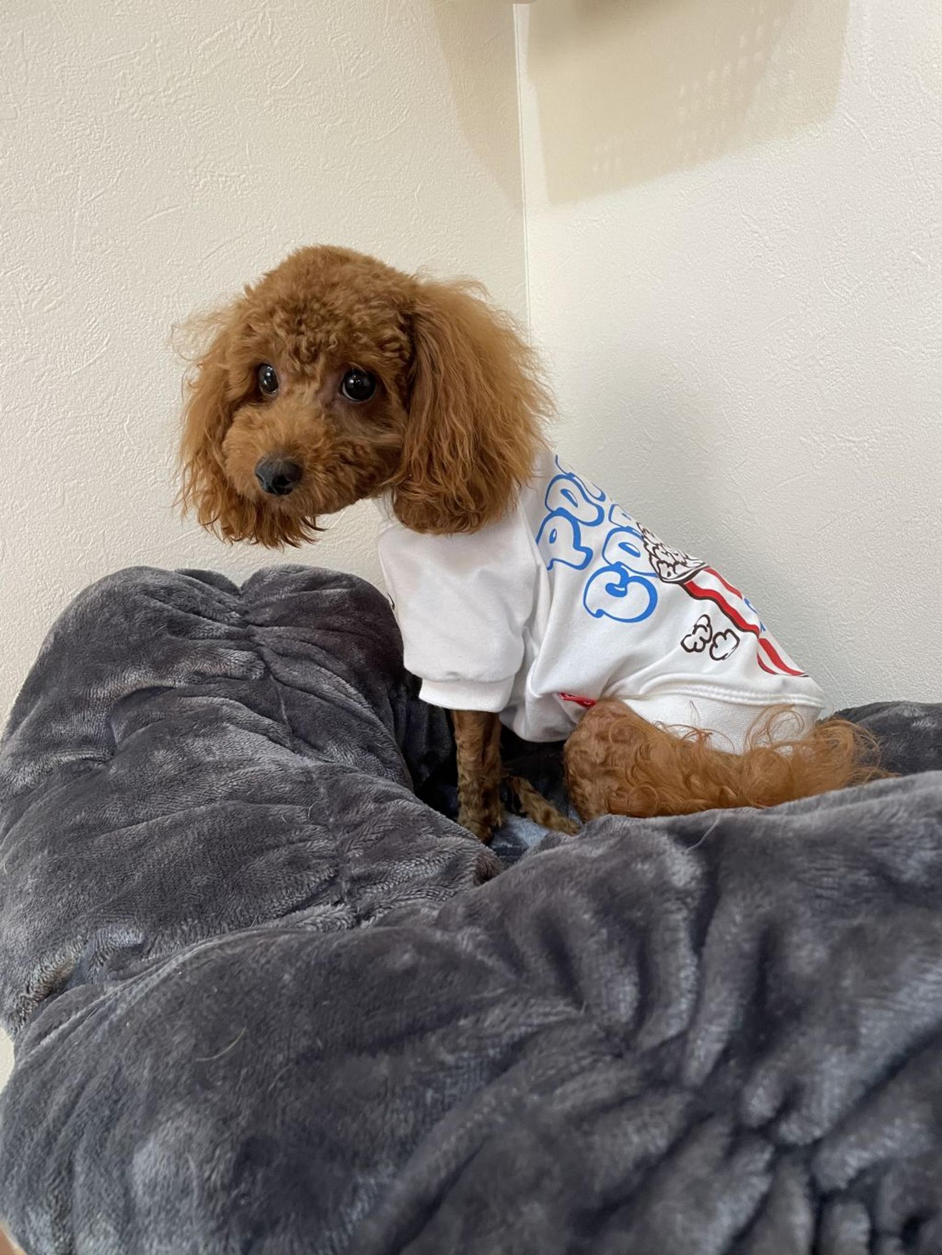 pet-image-5
