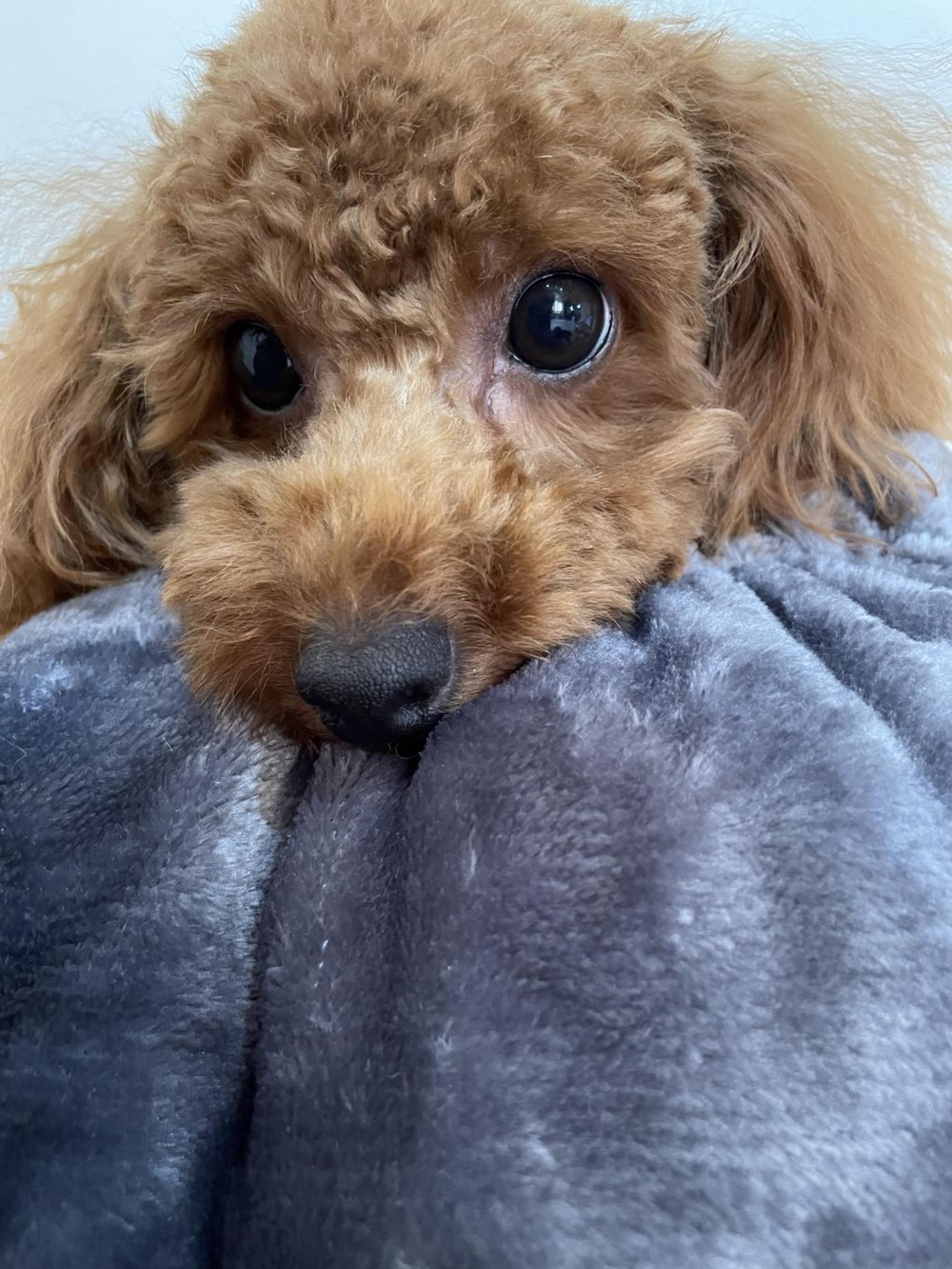 pet-image-7