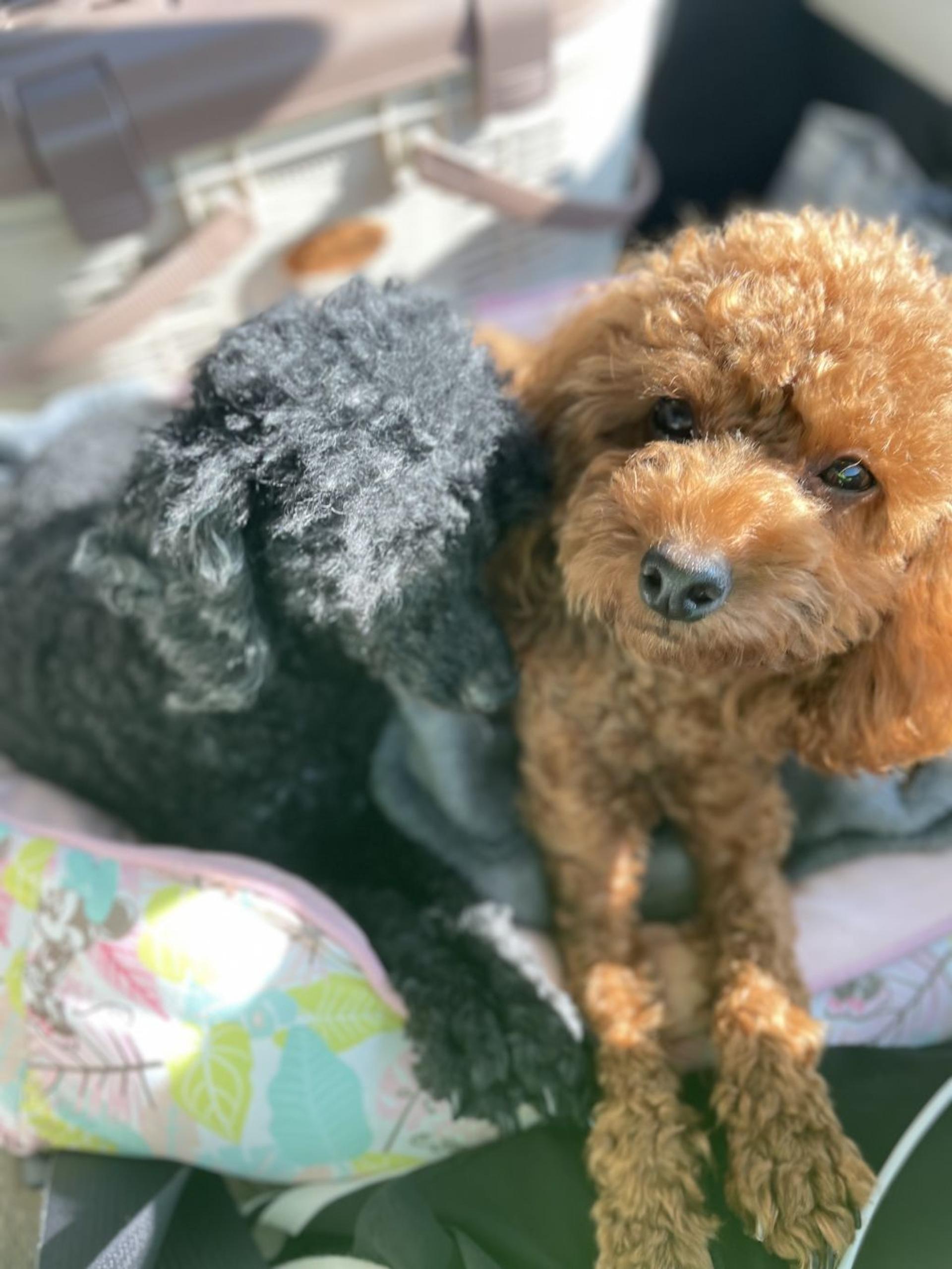 pet-image-4