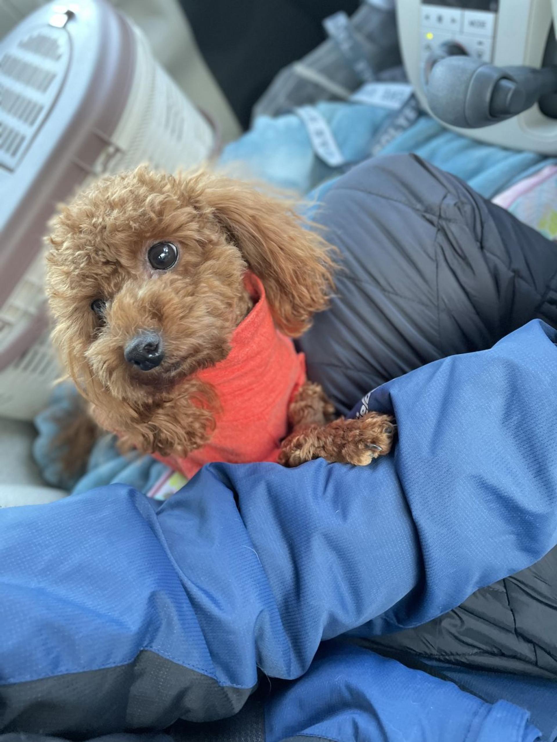pet-image-6