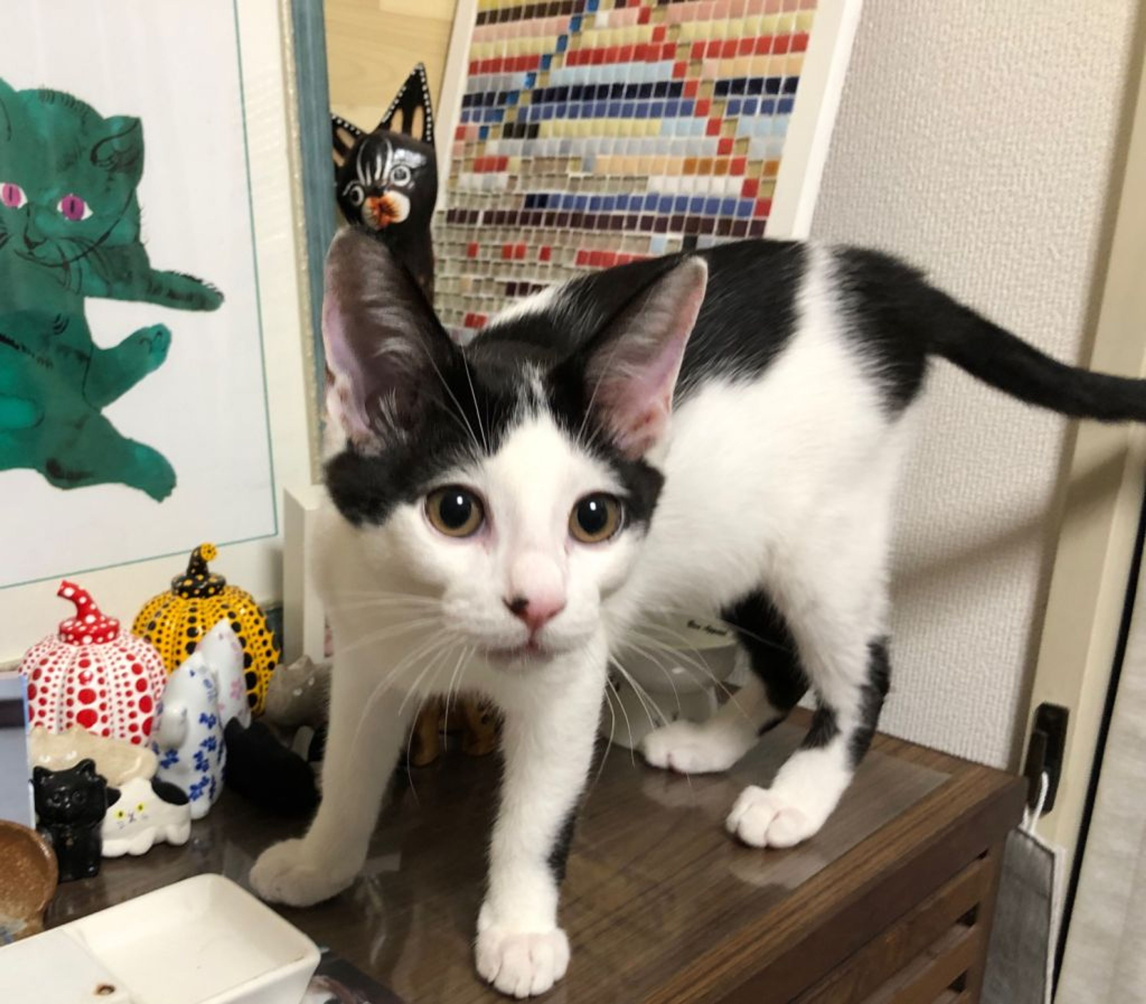 雑種（ミックス猫）・オスの里親募集の写真