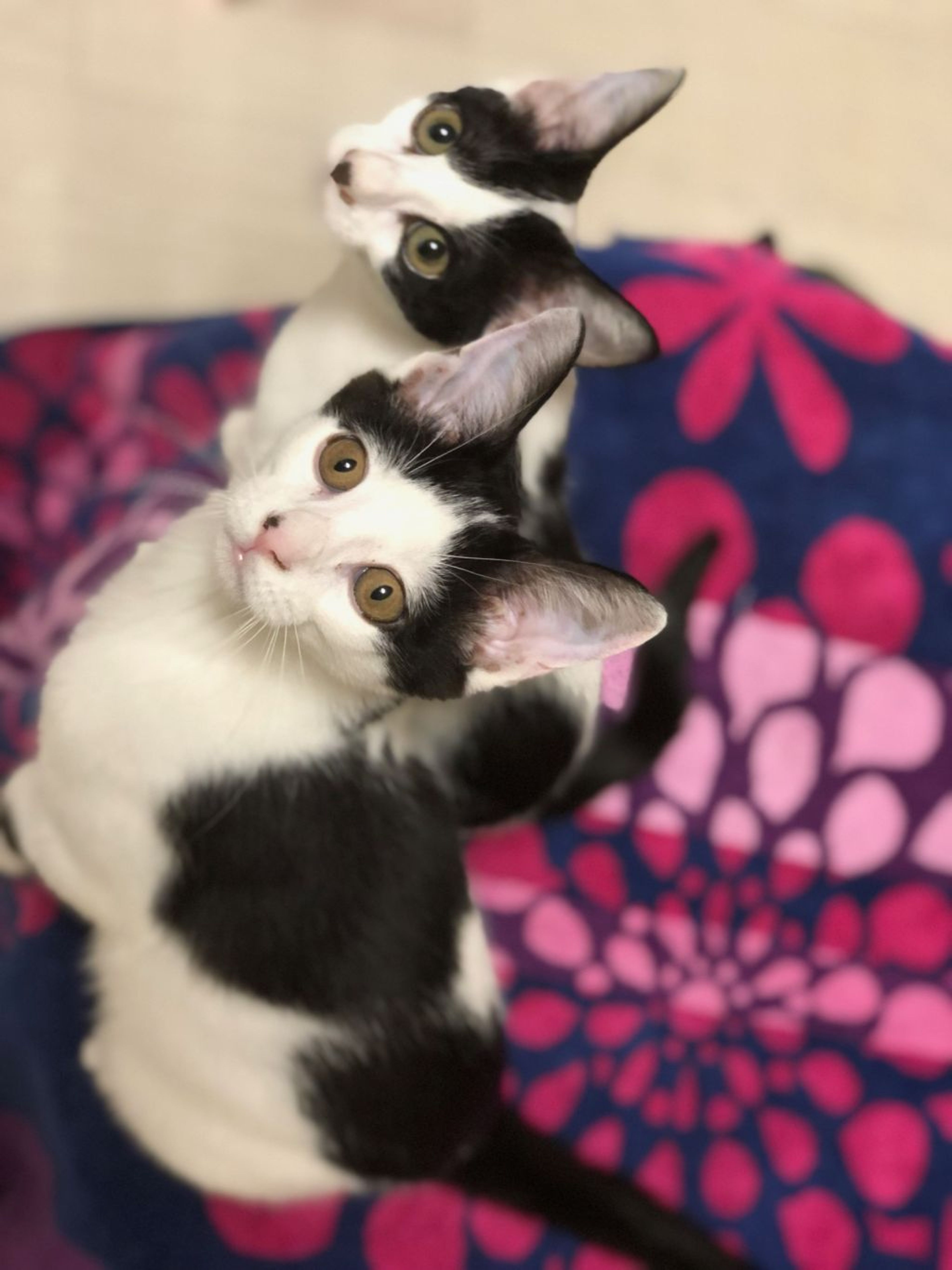 pet-image-3
