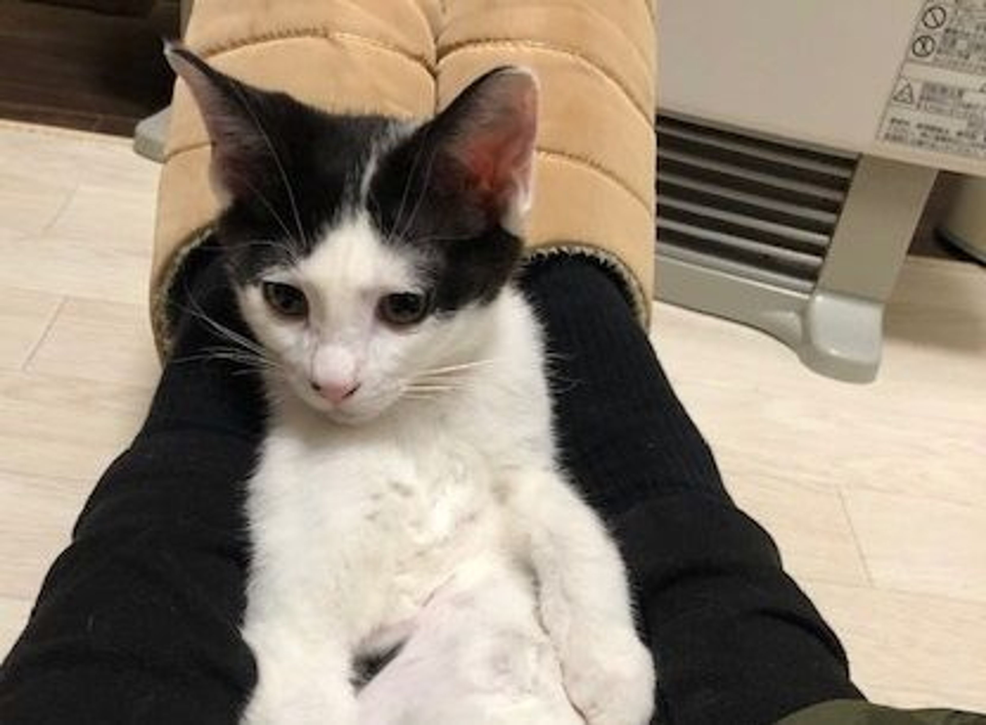 pet-image-4