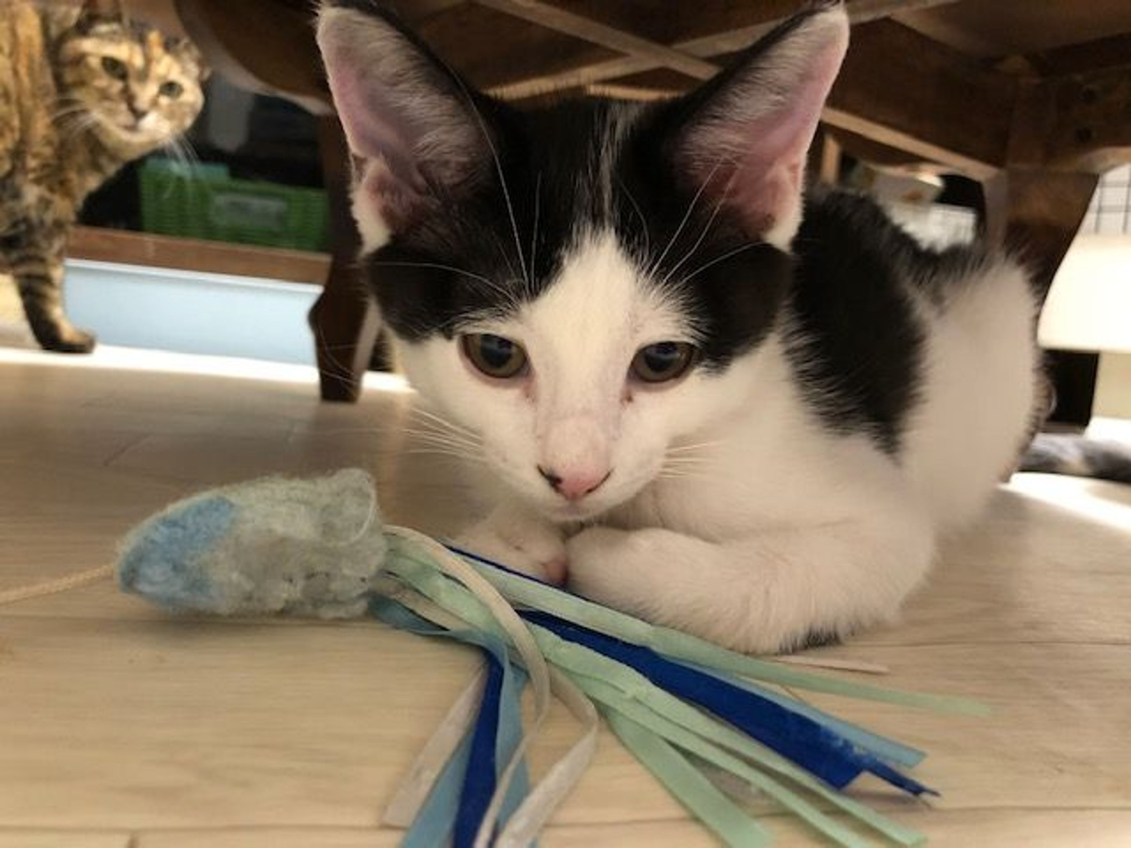 pet-image-5