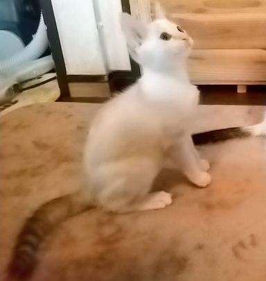 ちゃるの写真
