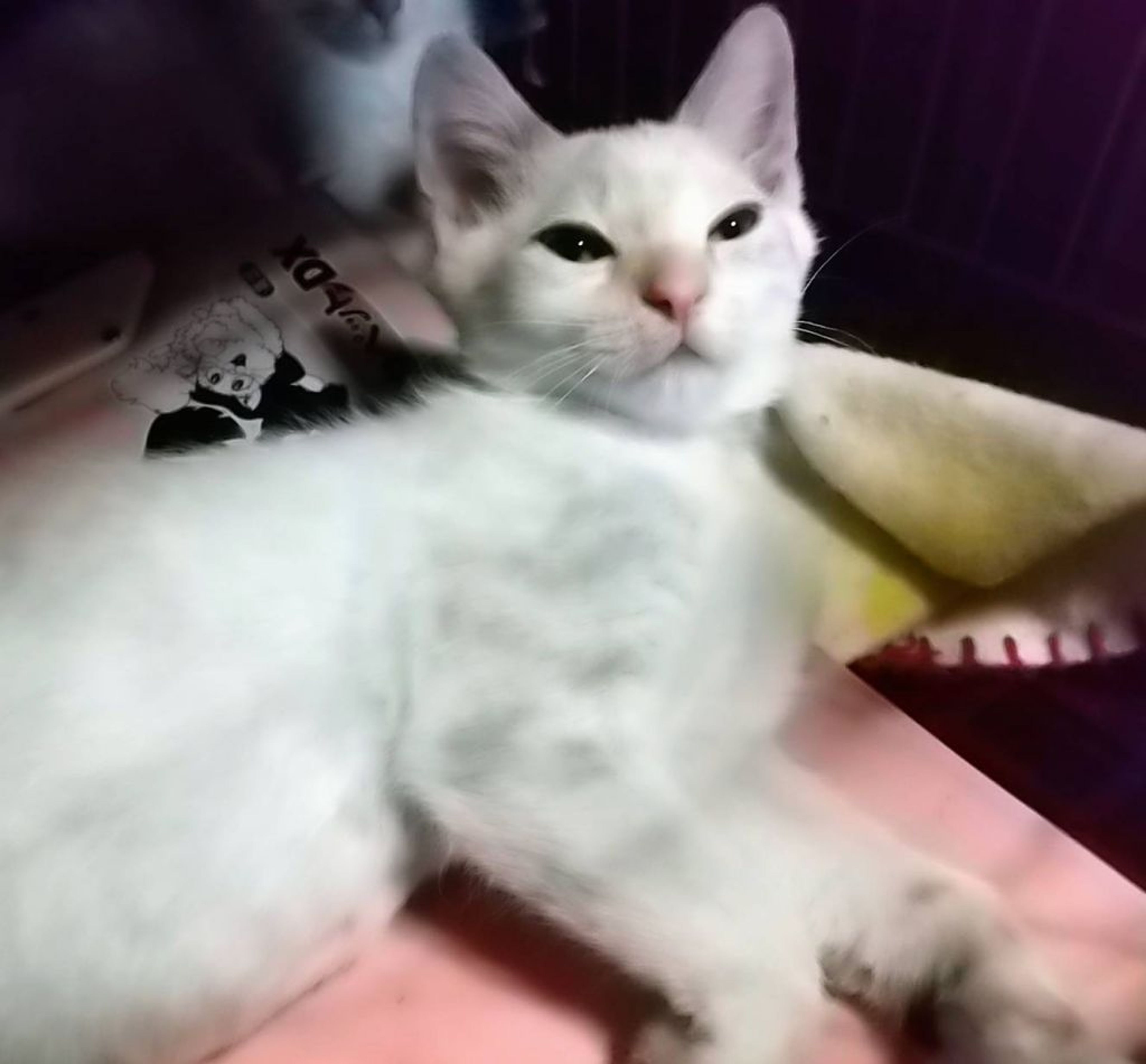 pet-image-3