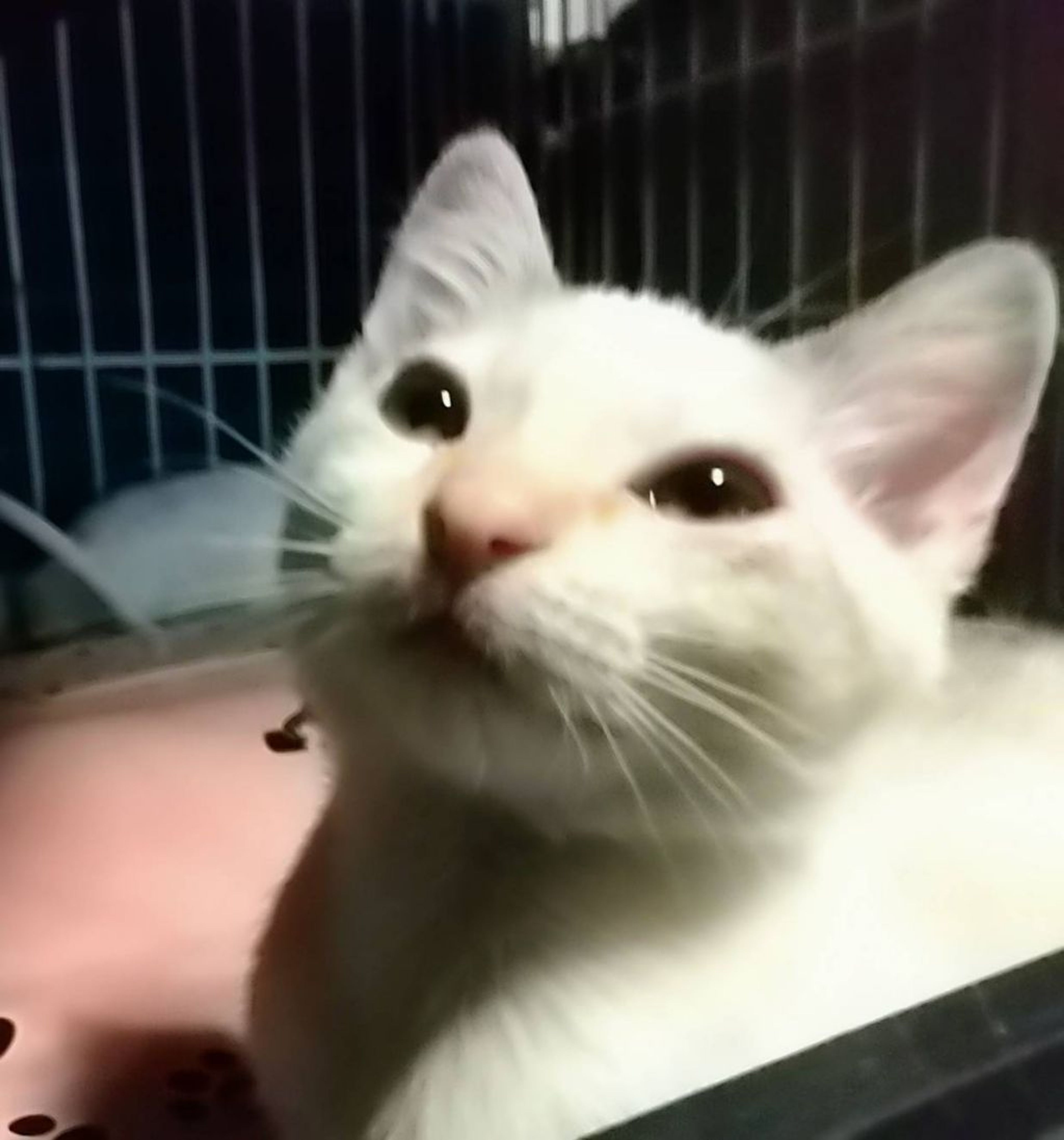 pet-image-4