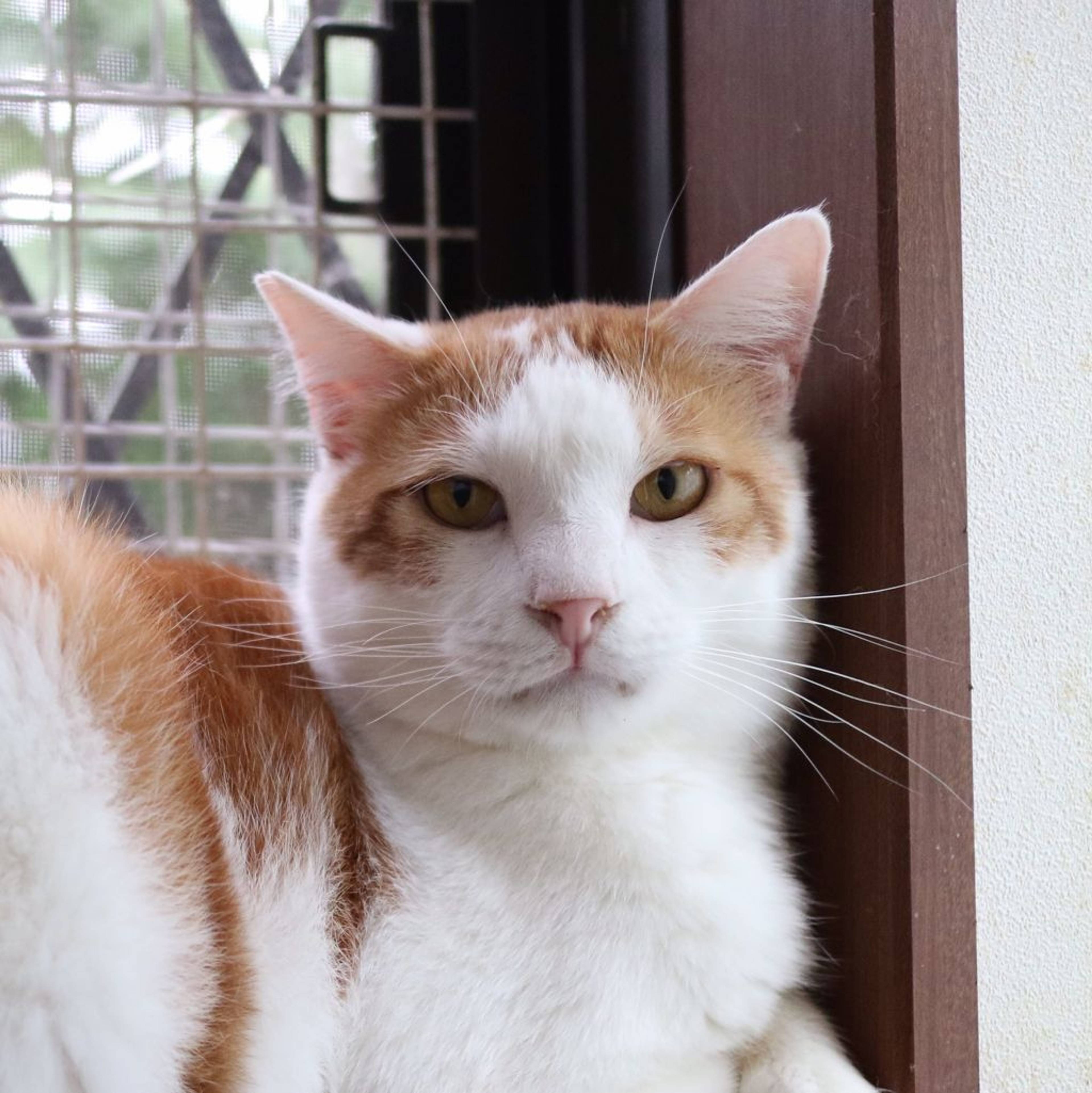 雑種（ミックス猫）・オスの里親募集の写真