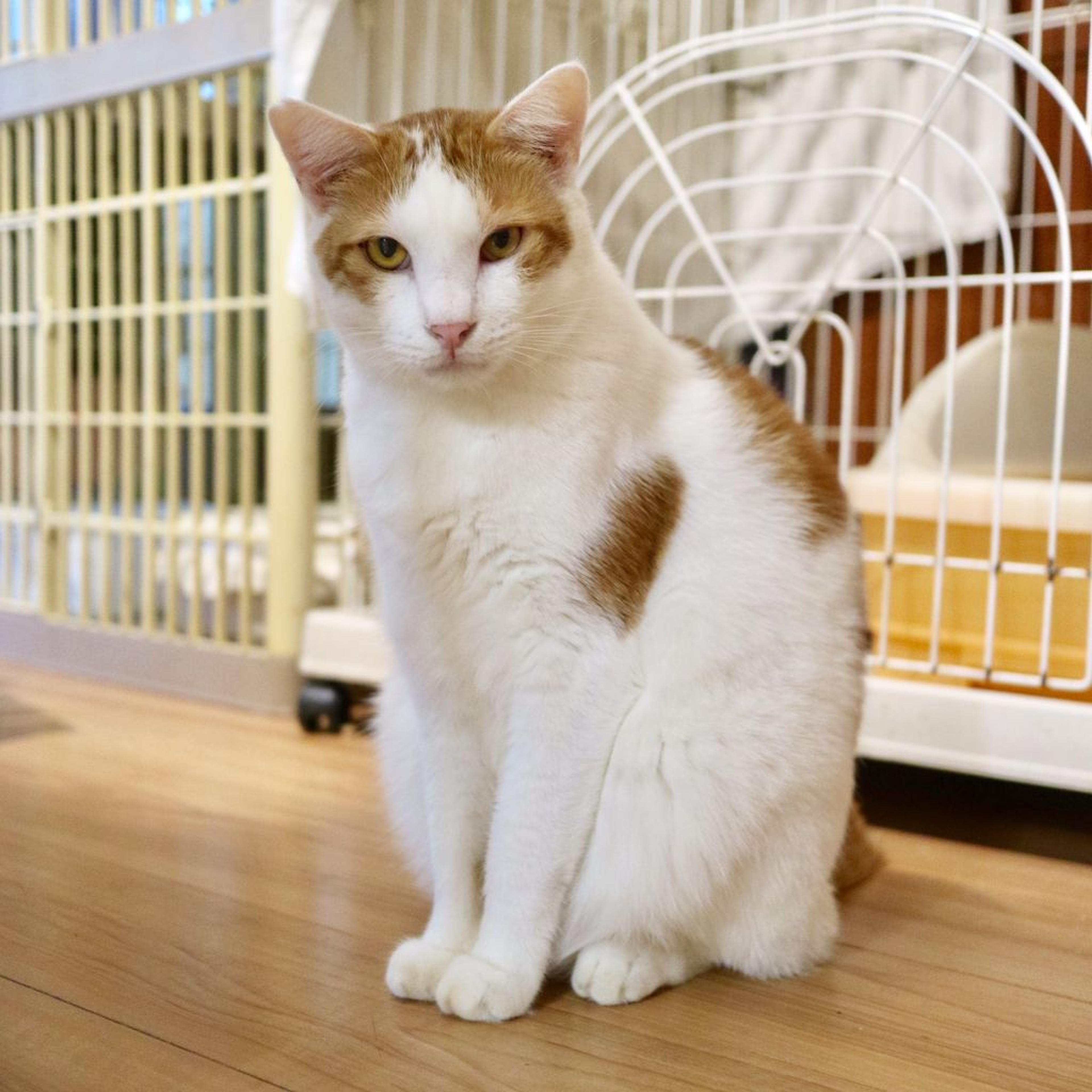 pet-image-2