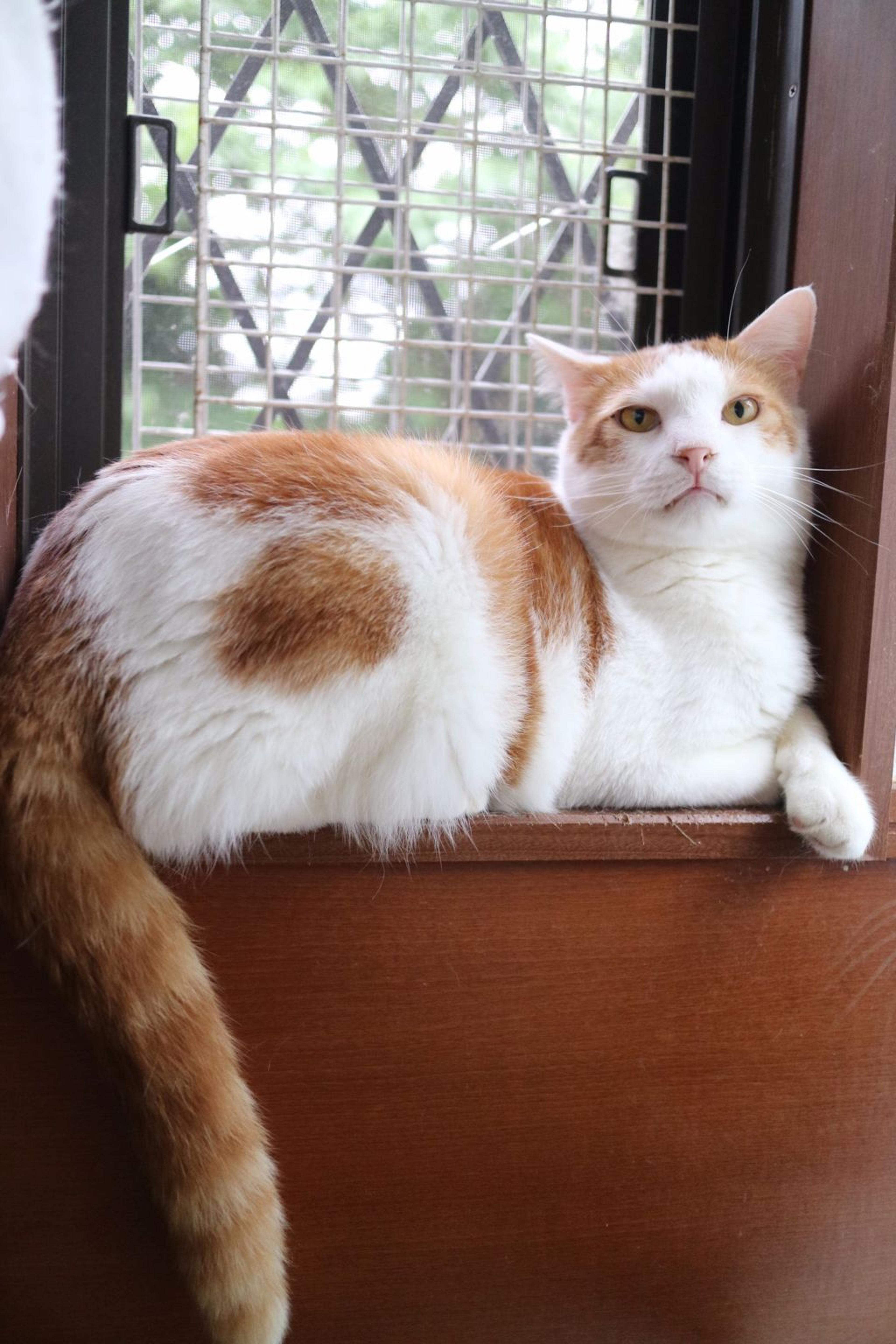pet-image-3