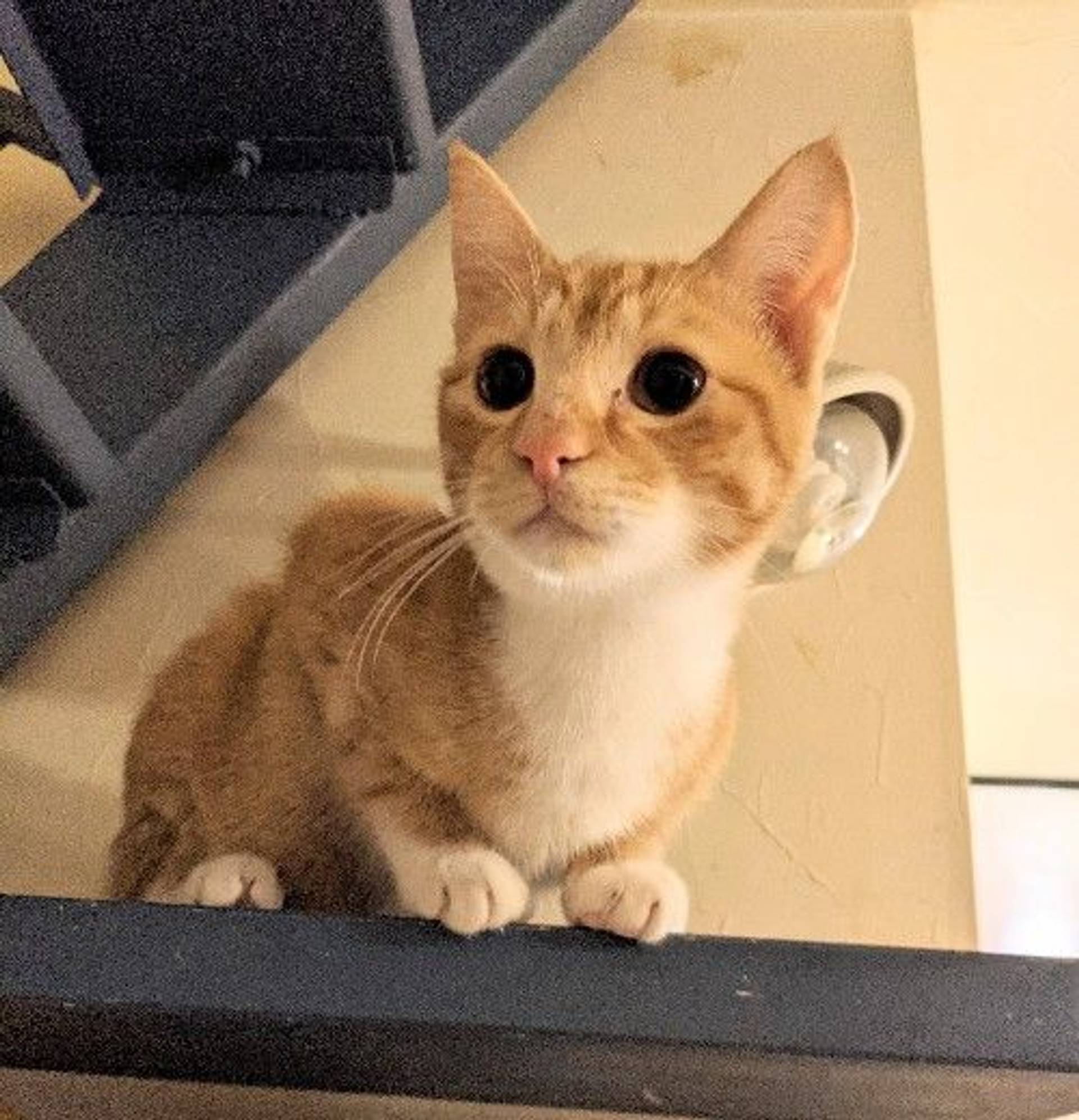 雑種（ミックス猫）・オスの里親募集の写真
