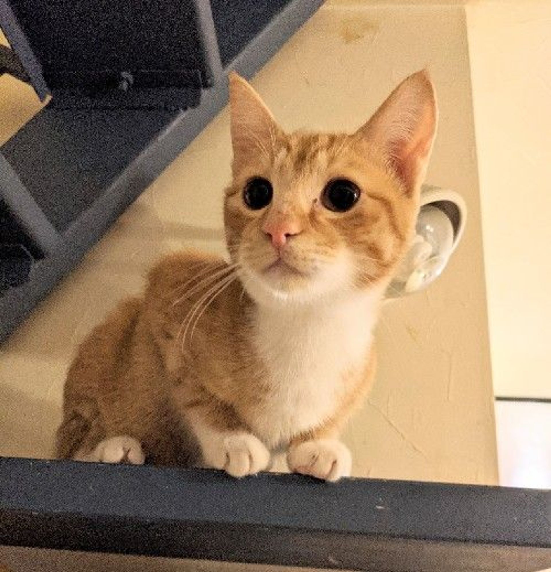 雑種（ミックス猫）・オスの里親募集の写真