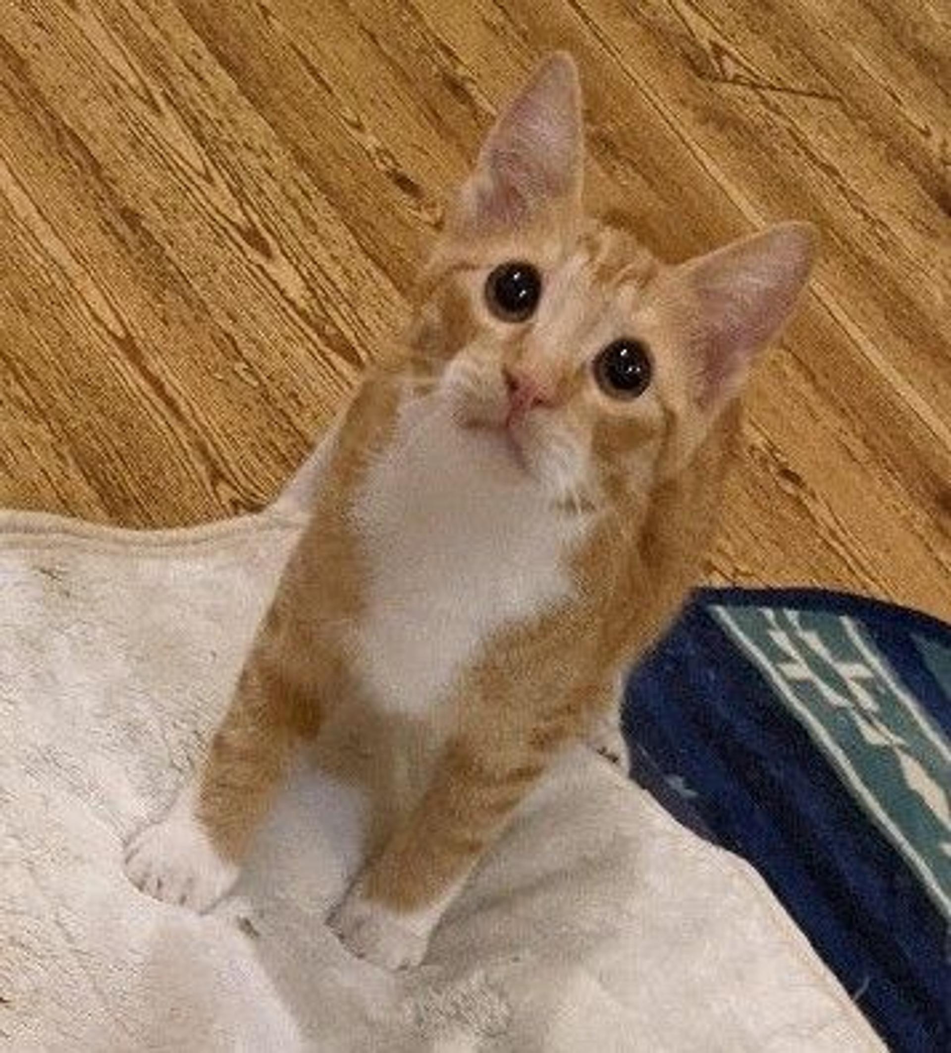 pet-image-3