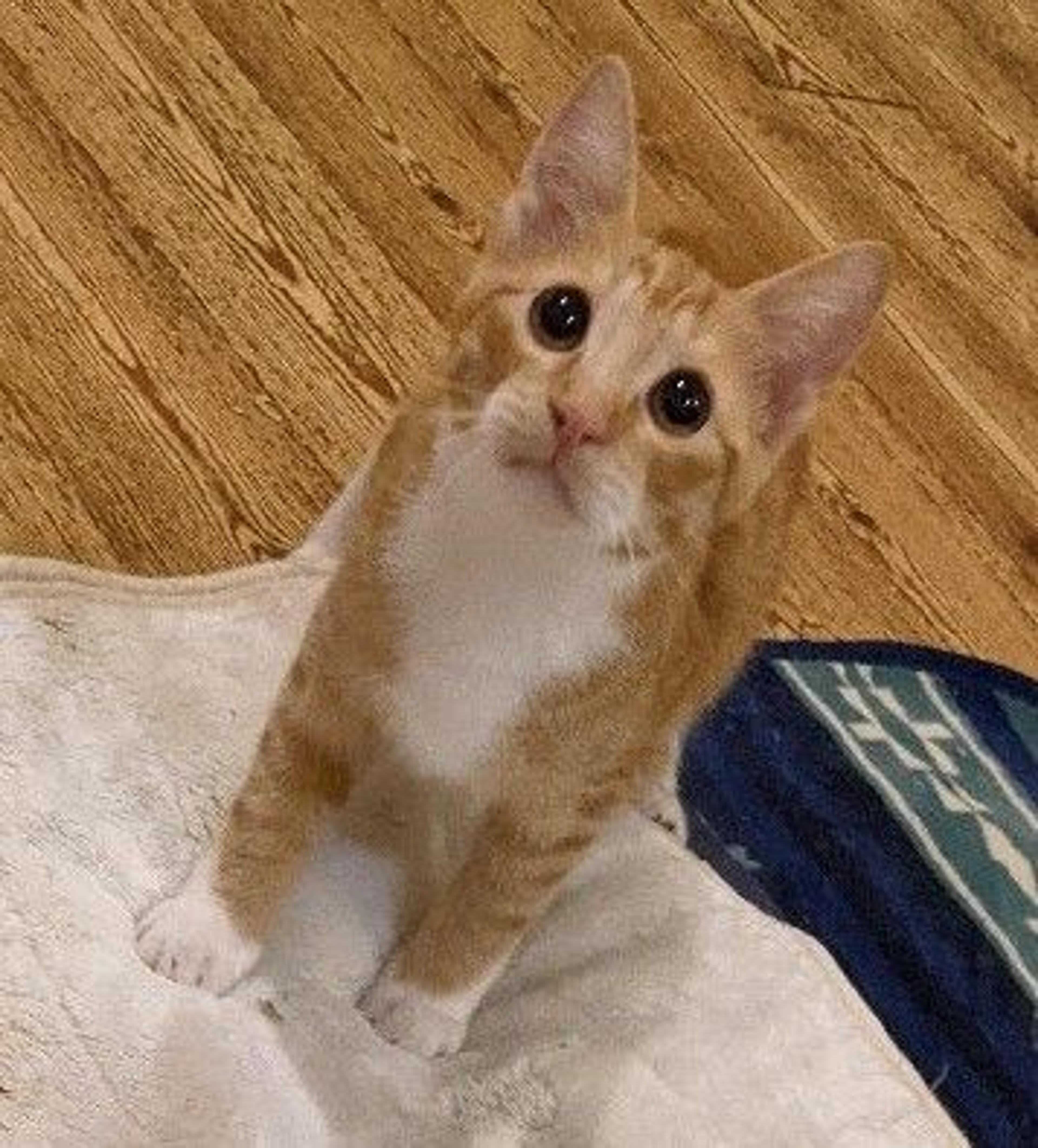 pet-image-3