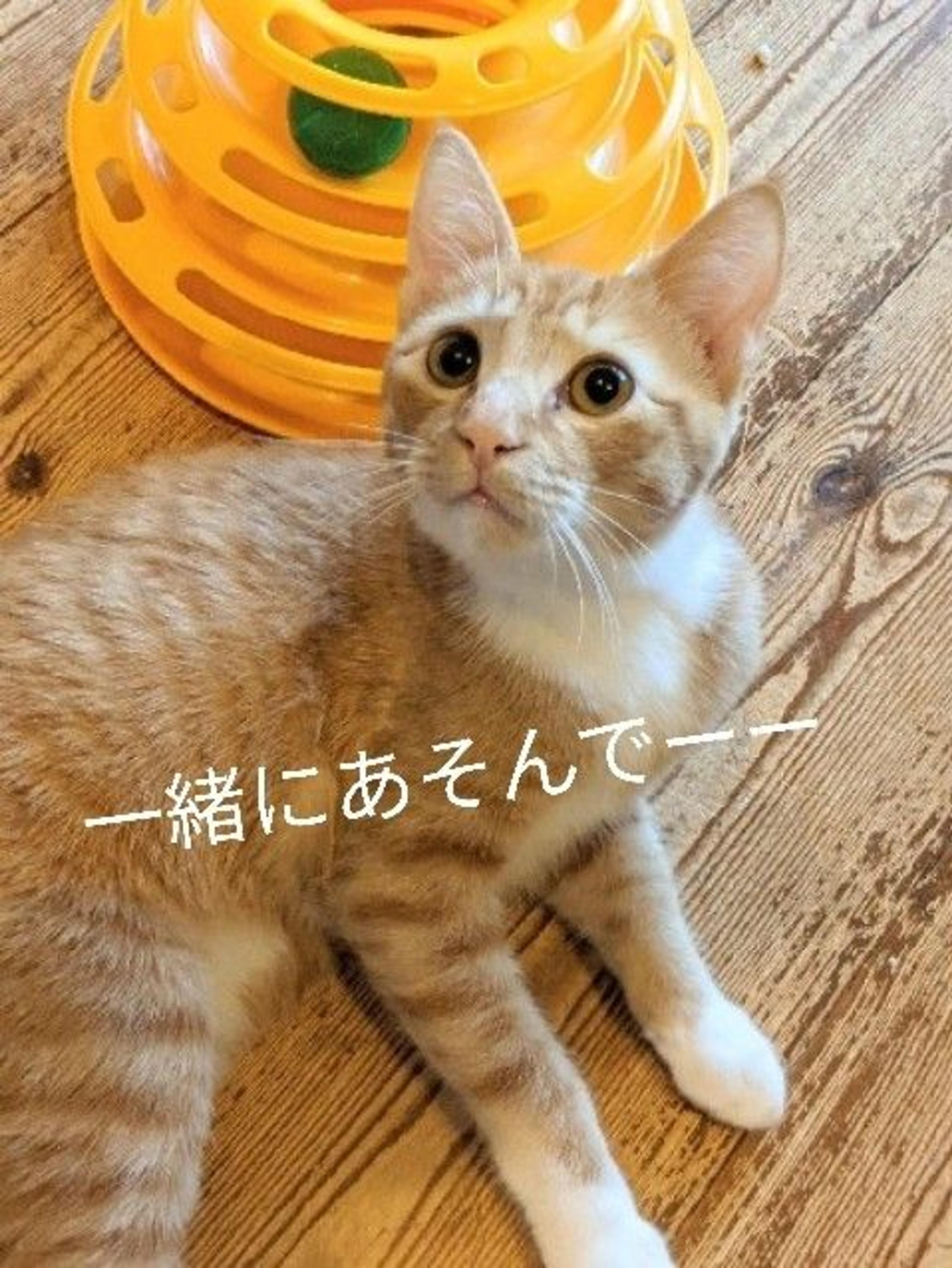 pet-image-4