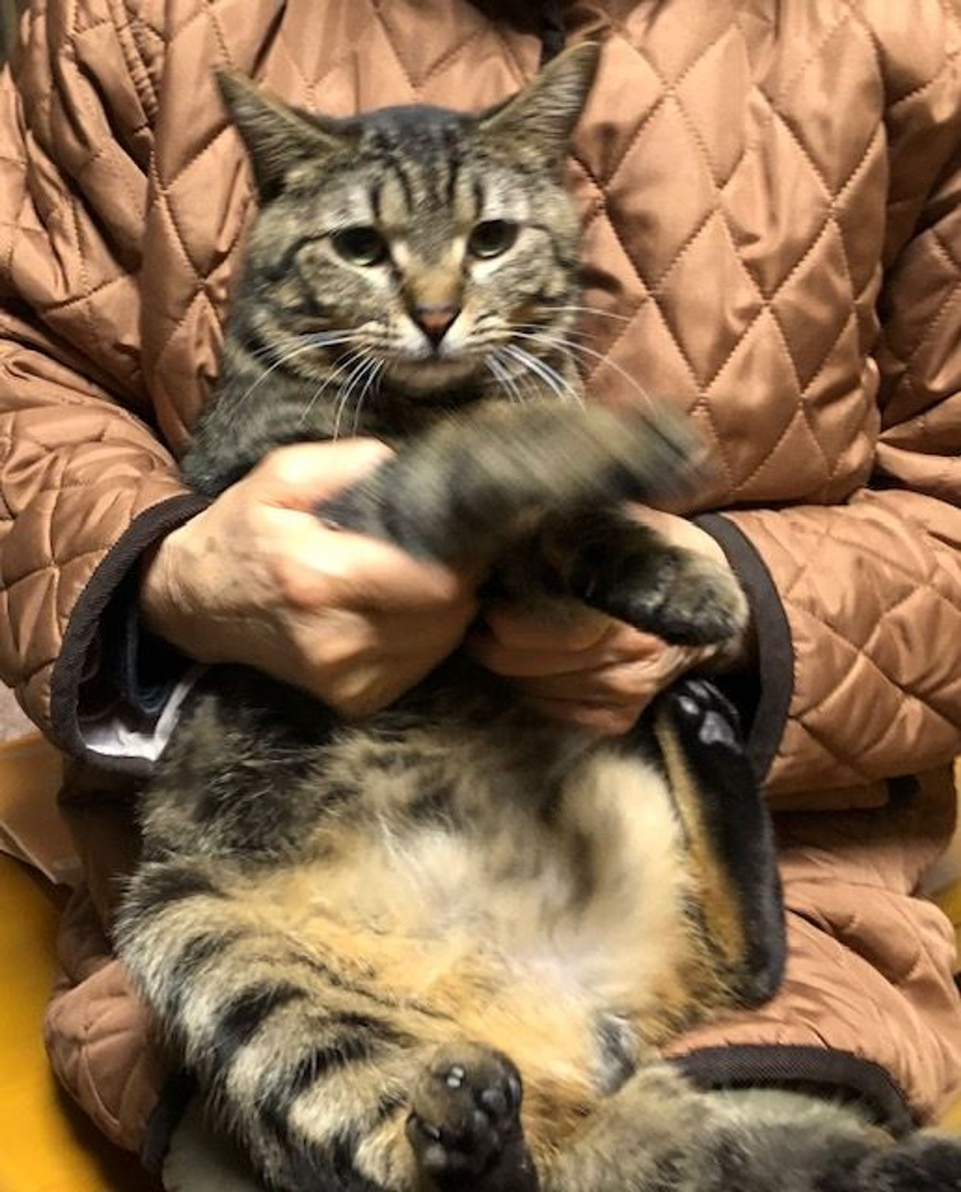 雑種（ミックス猫）・オスの里親募集の写真