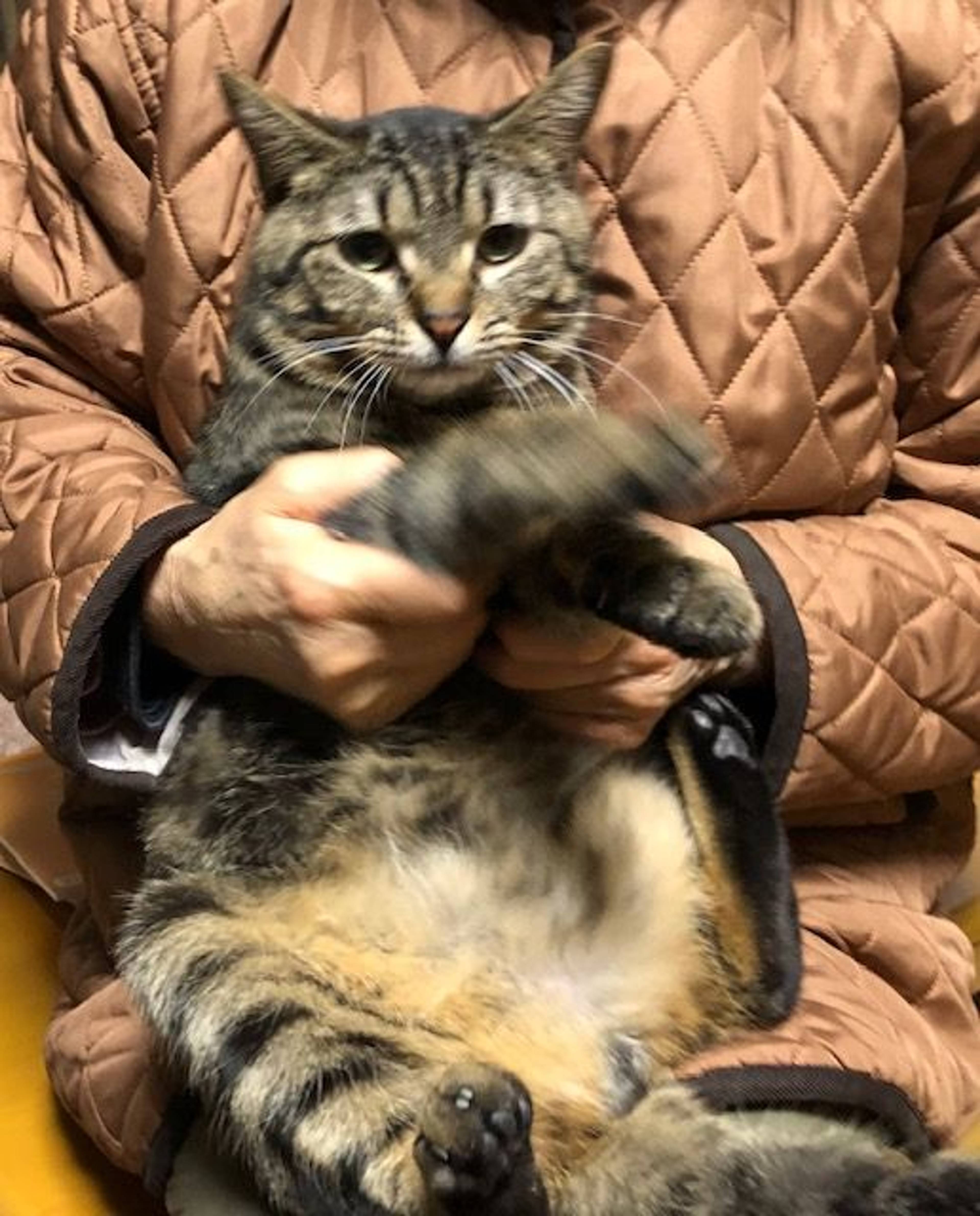 雑種（ミックス猫）・オスの里親募集の写真