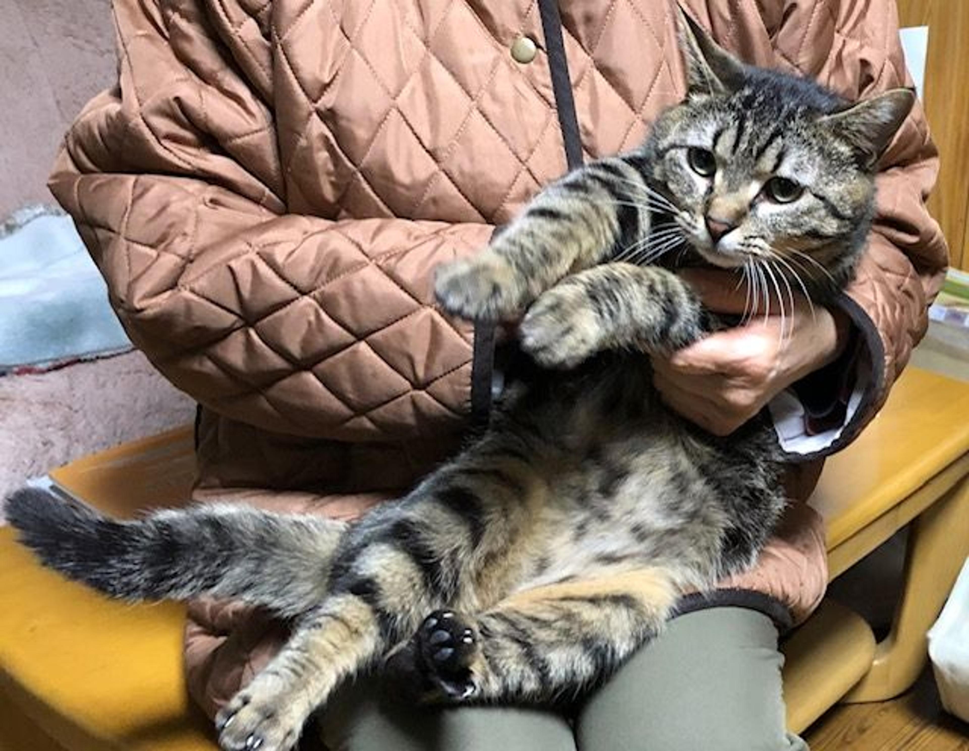 pet-image-3