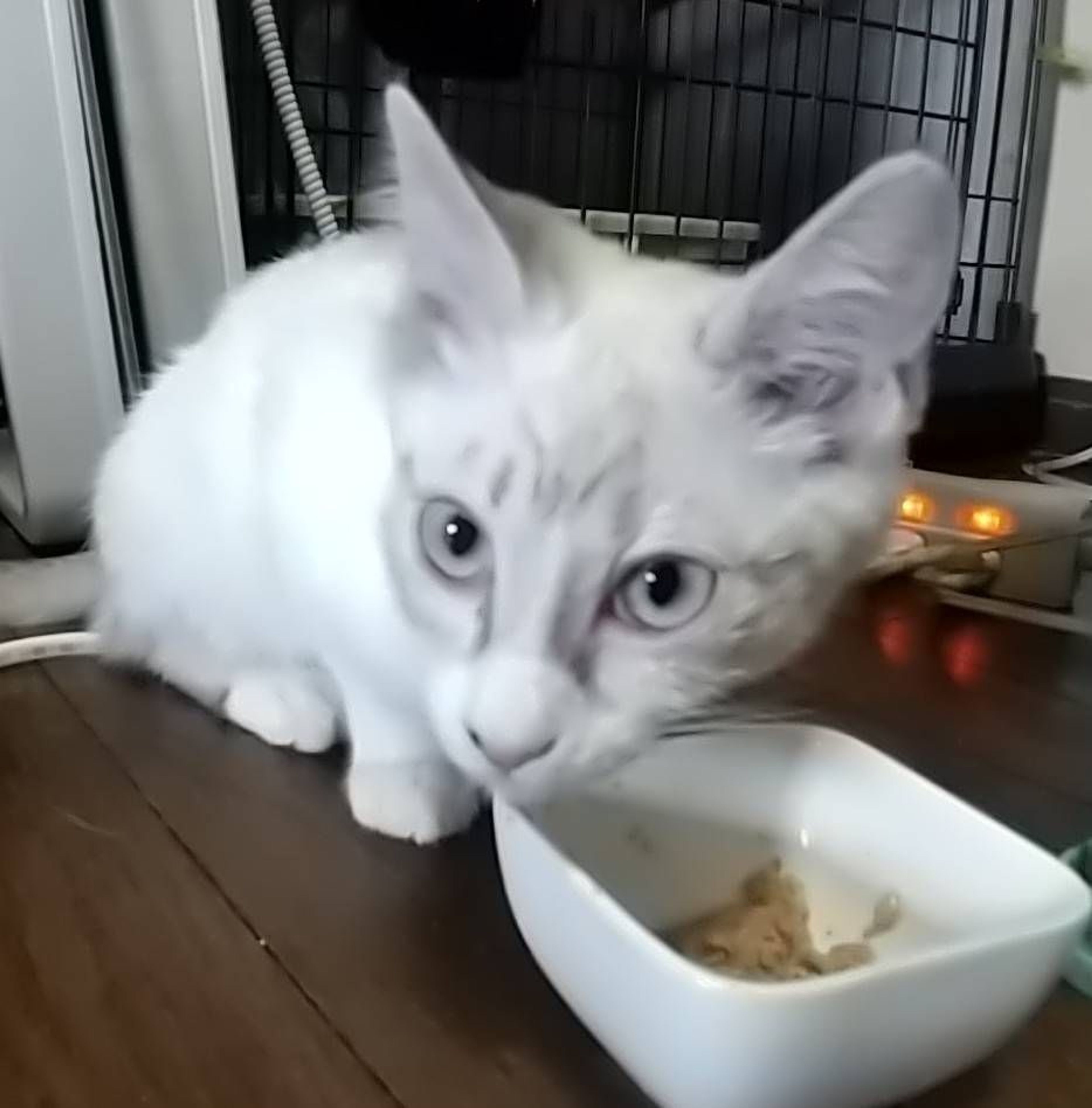 雑種（ミックス猫）・メスの里親募集の写真