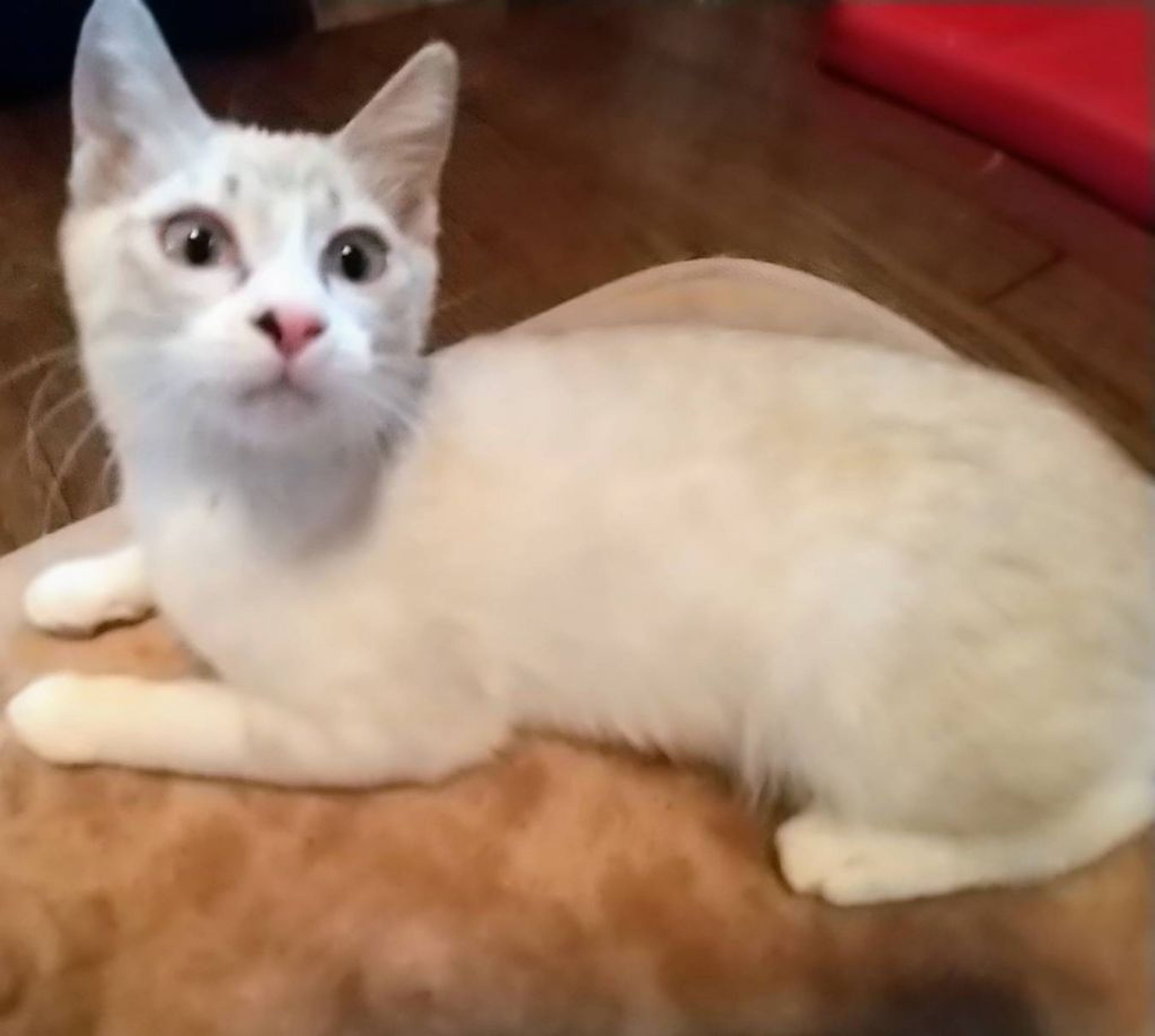 pet-image-2