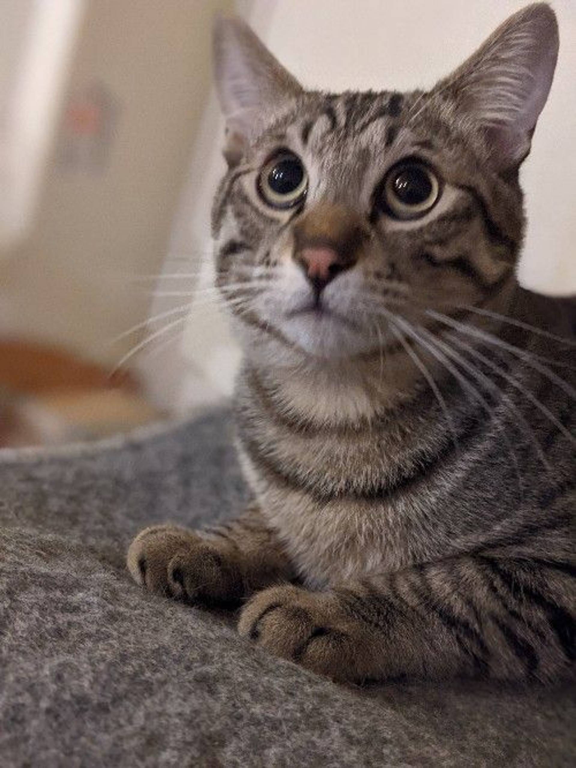 雑種（ミックス猫）・オスの里親募集の写真