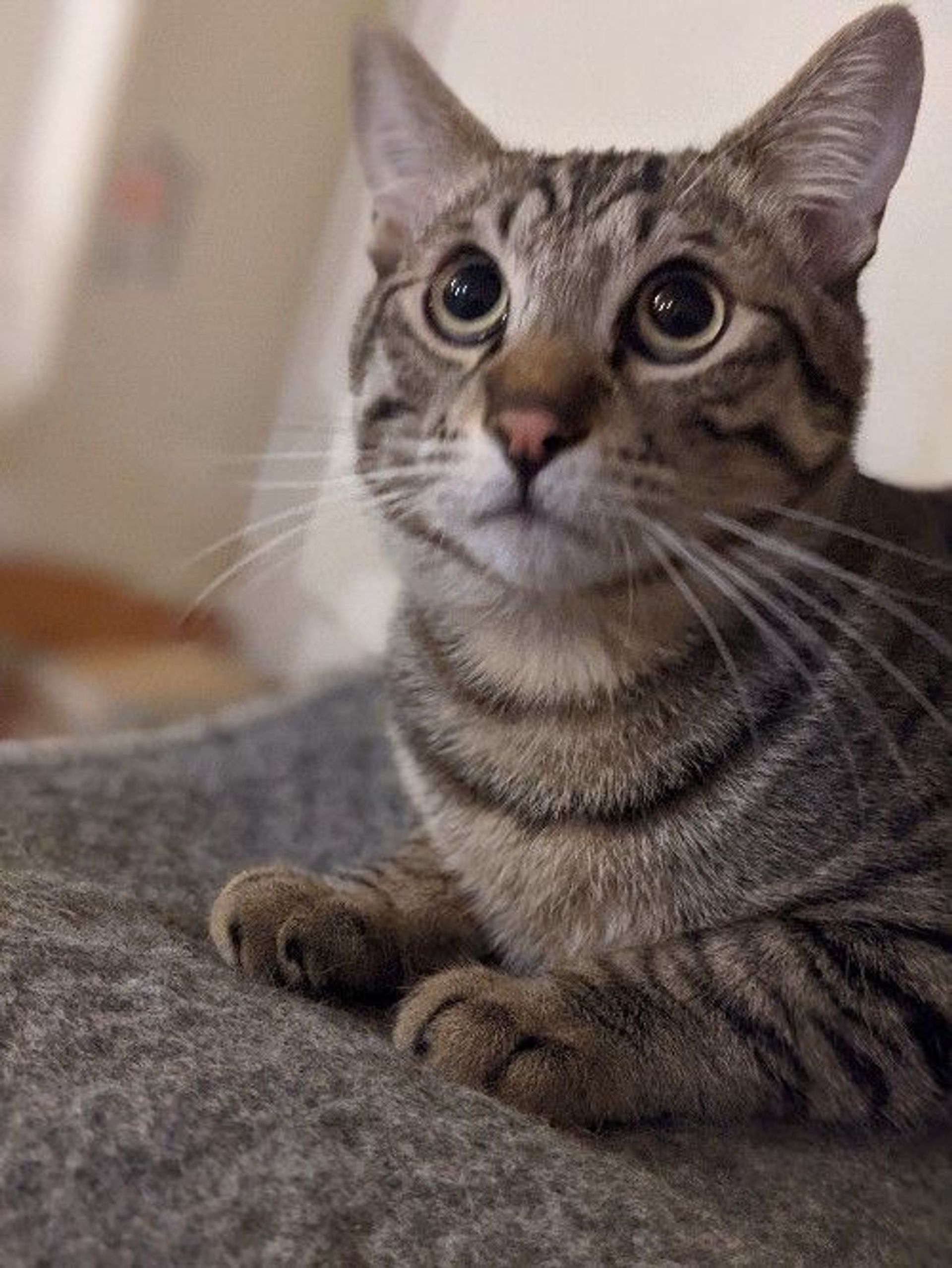 雑種（ミックス猫）・オスの里親募集の写真