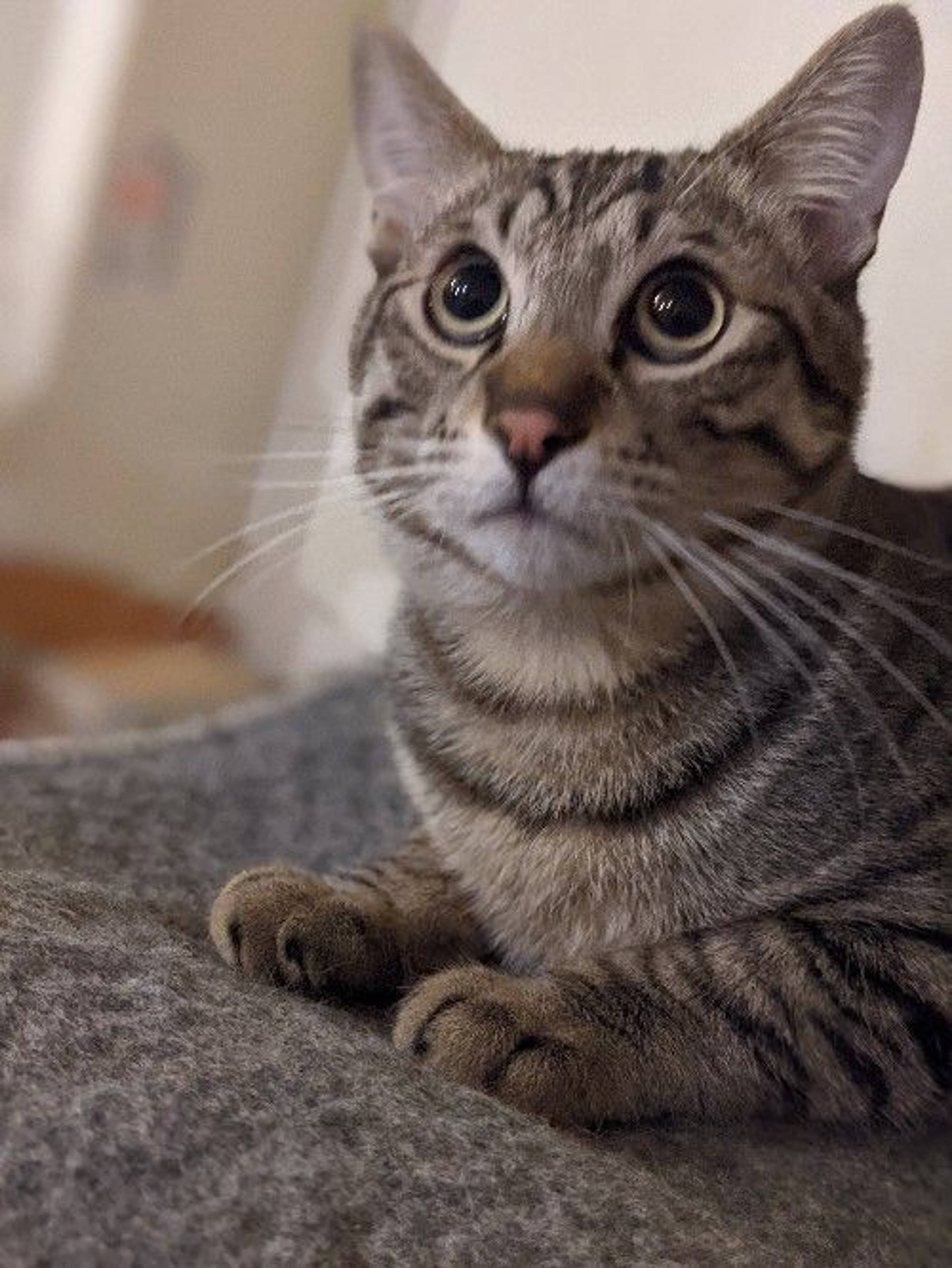 雑種（ミックス猫）・オスの里親募集の写真